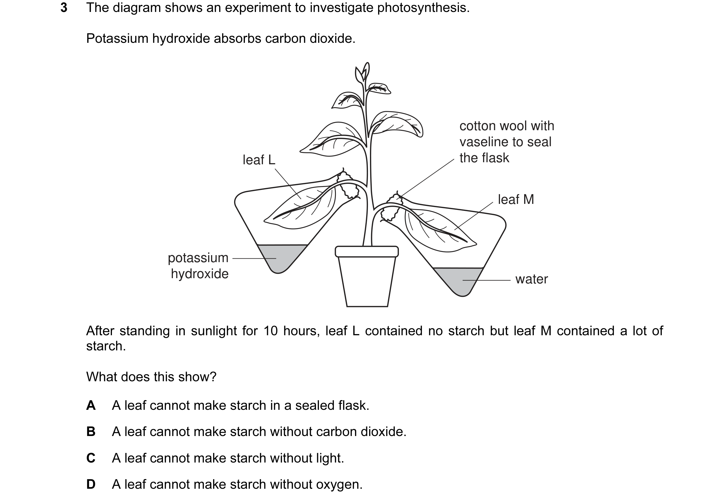Question 6: The diagram shows an experiment to investigate photosynthesis. Potassium hydroxide absorbs carbon dioxide. cotton wool with vaseline to sea…