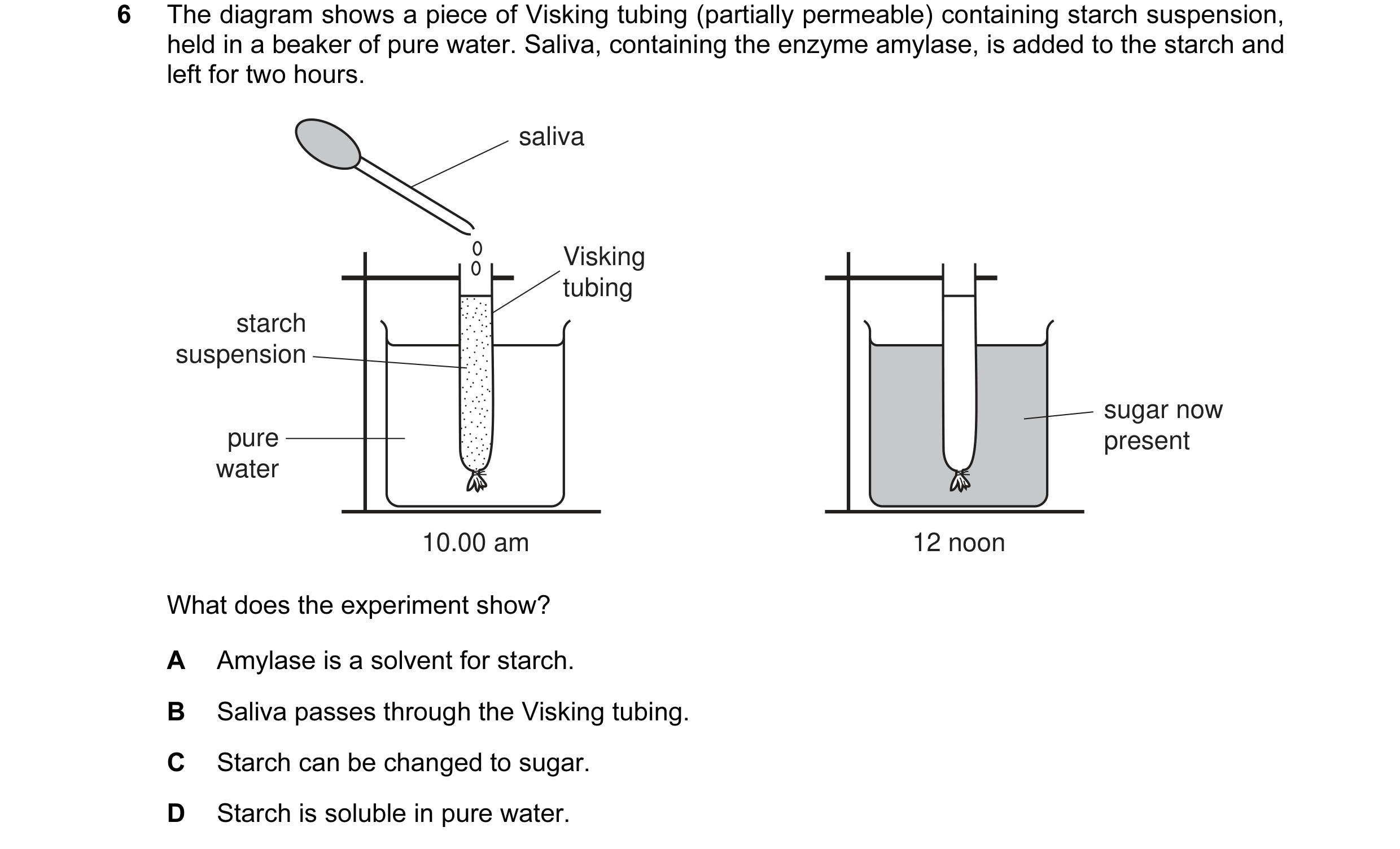 Question 3: The diagram shows a piece of Visking tubing (partially permeable) containing starch suspension, held in a beaker of pure water. Saliva, con…