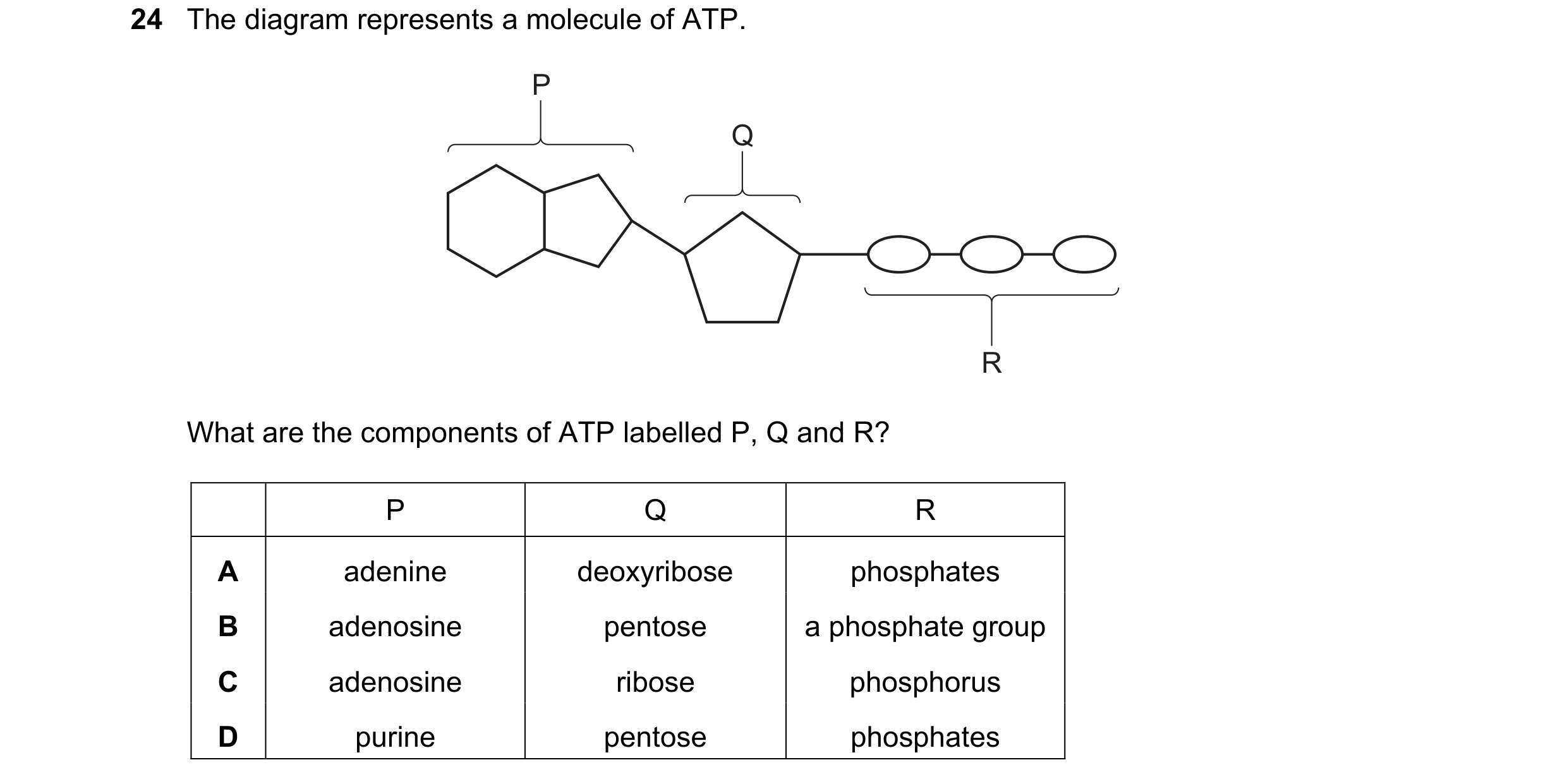 Question 24: The diagram represents a molecule of ATP. P Q R What are the components of ATP labelled P, Q and R? P Q R A adenine deoxyribose phosphates …