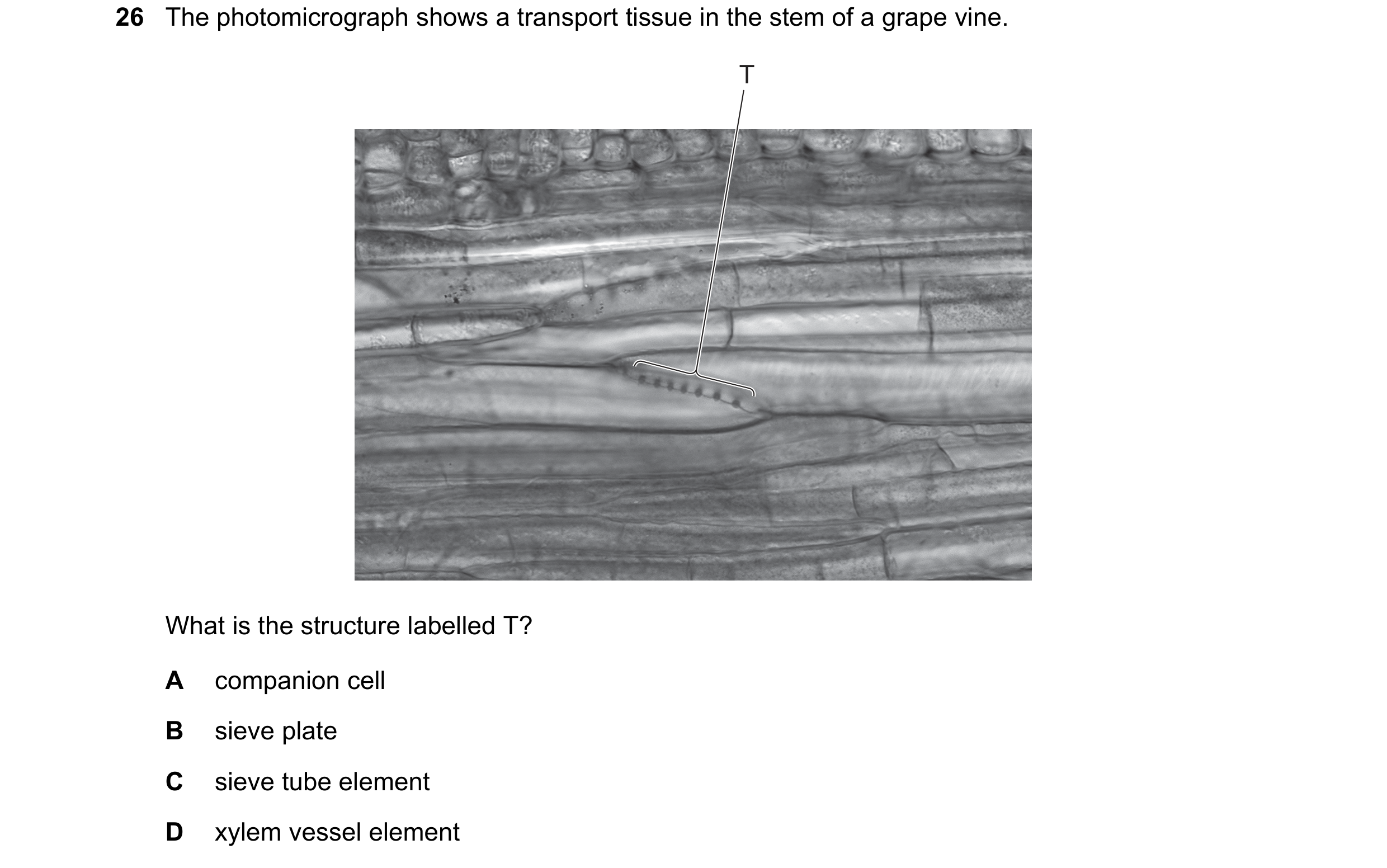 Question 50: The photomicrograph shows a transport tissue in the stem of a grape vine. T What is the structure labelled T? A companion cell B sieve plat…