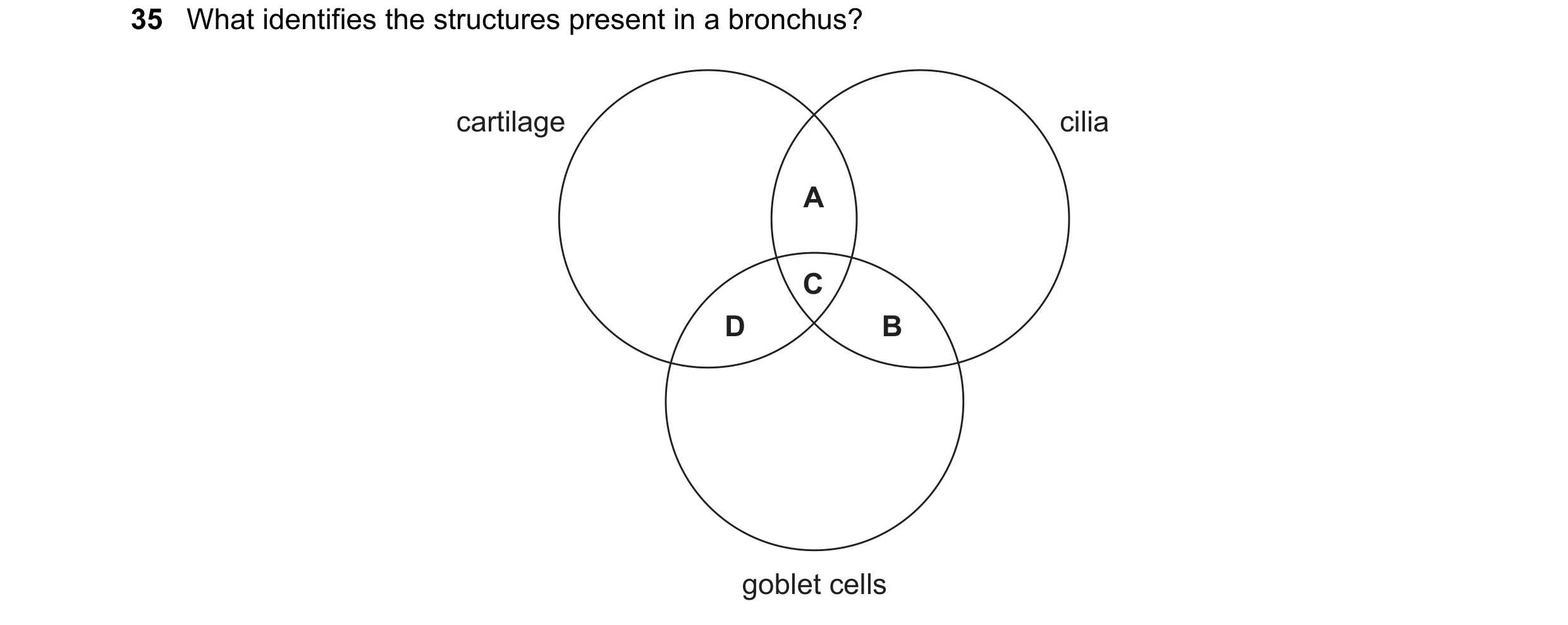 Question 141: What identifies the structures present in a bronchus? cartilage cilia A C D B goblet cells