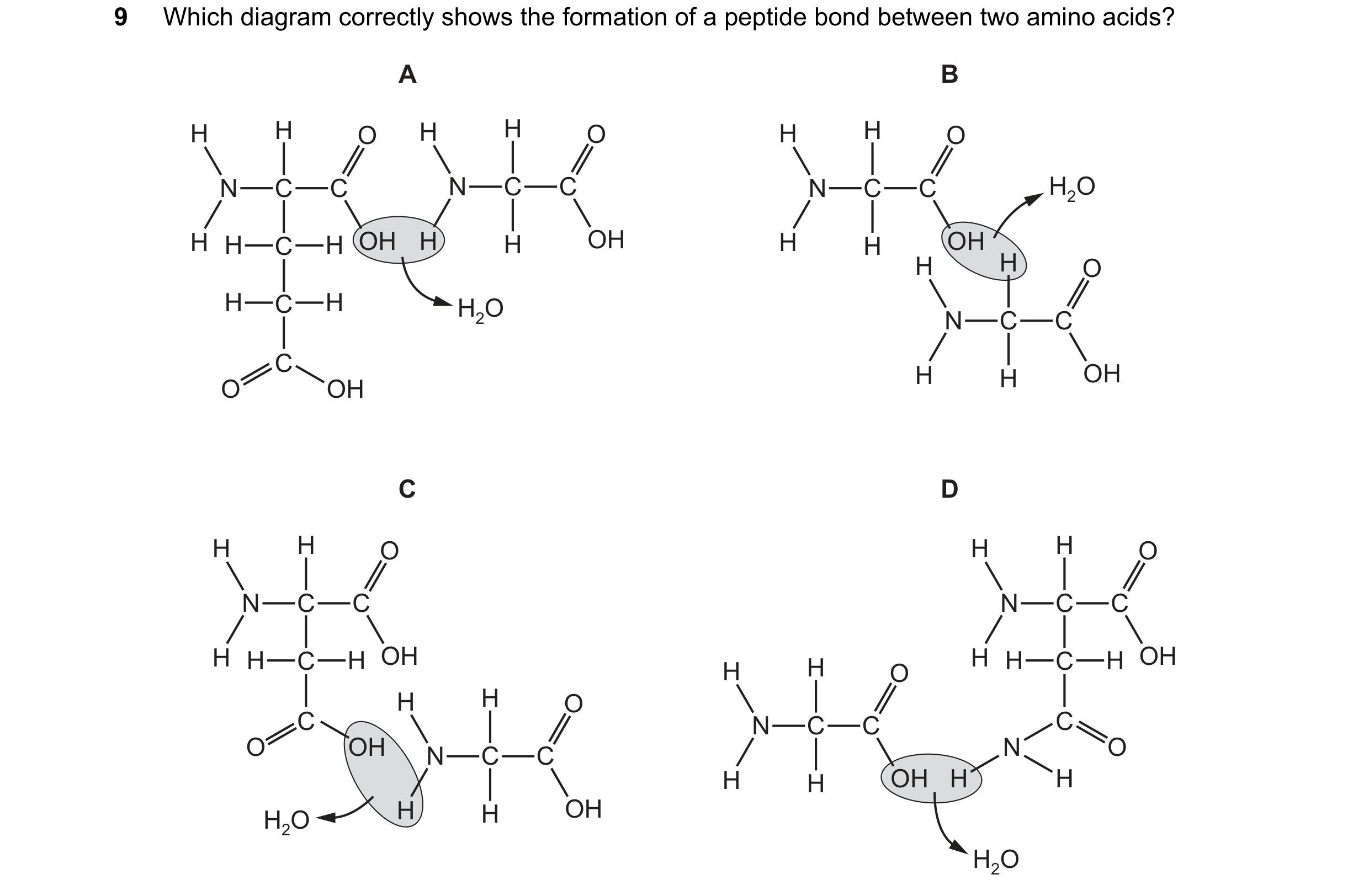 Question 128: Which diagram correctly shows the formation of a peptide bond between two amino acids? A B H H O H H O H H O N C C N C C N C C H2O H H C H …