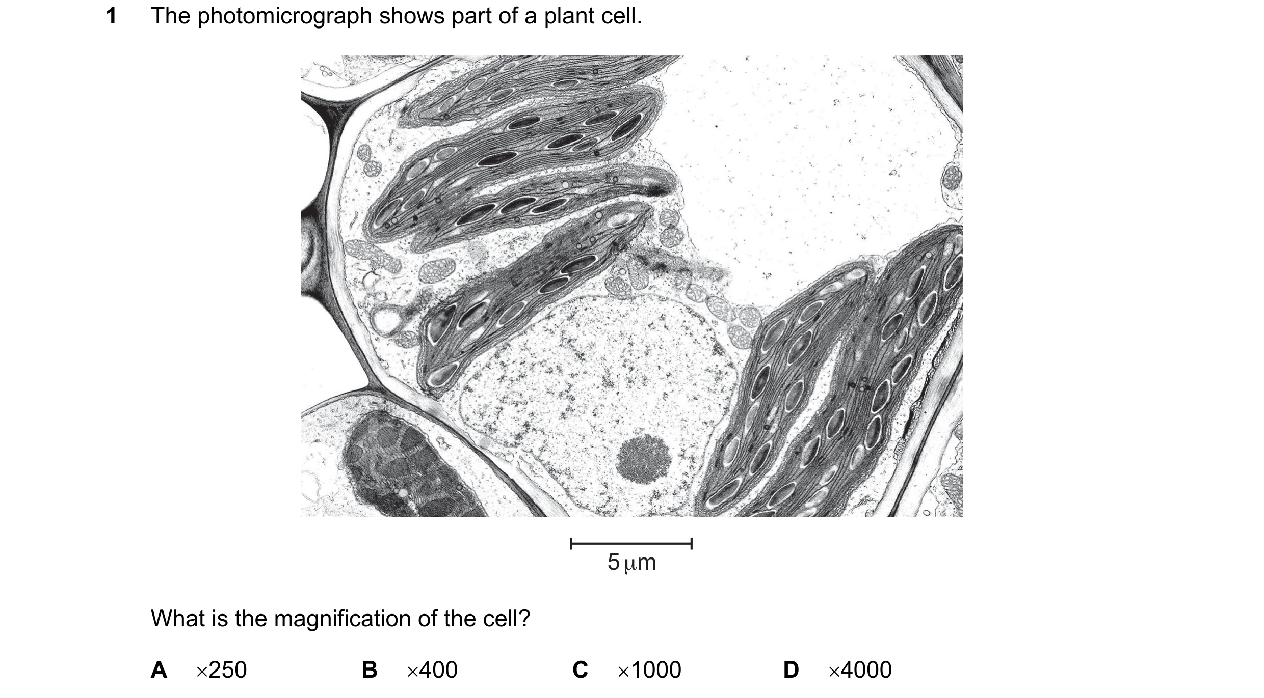 Question 163: The photomicrograph shows part of a plant cell. 5 μm What is the magnification of the cell? A ×250 B ×400 C ×1000 D ×4000