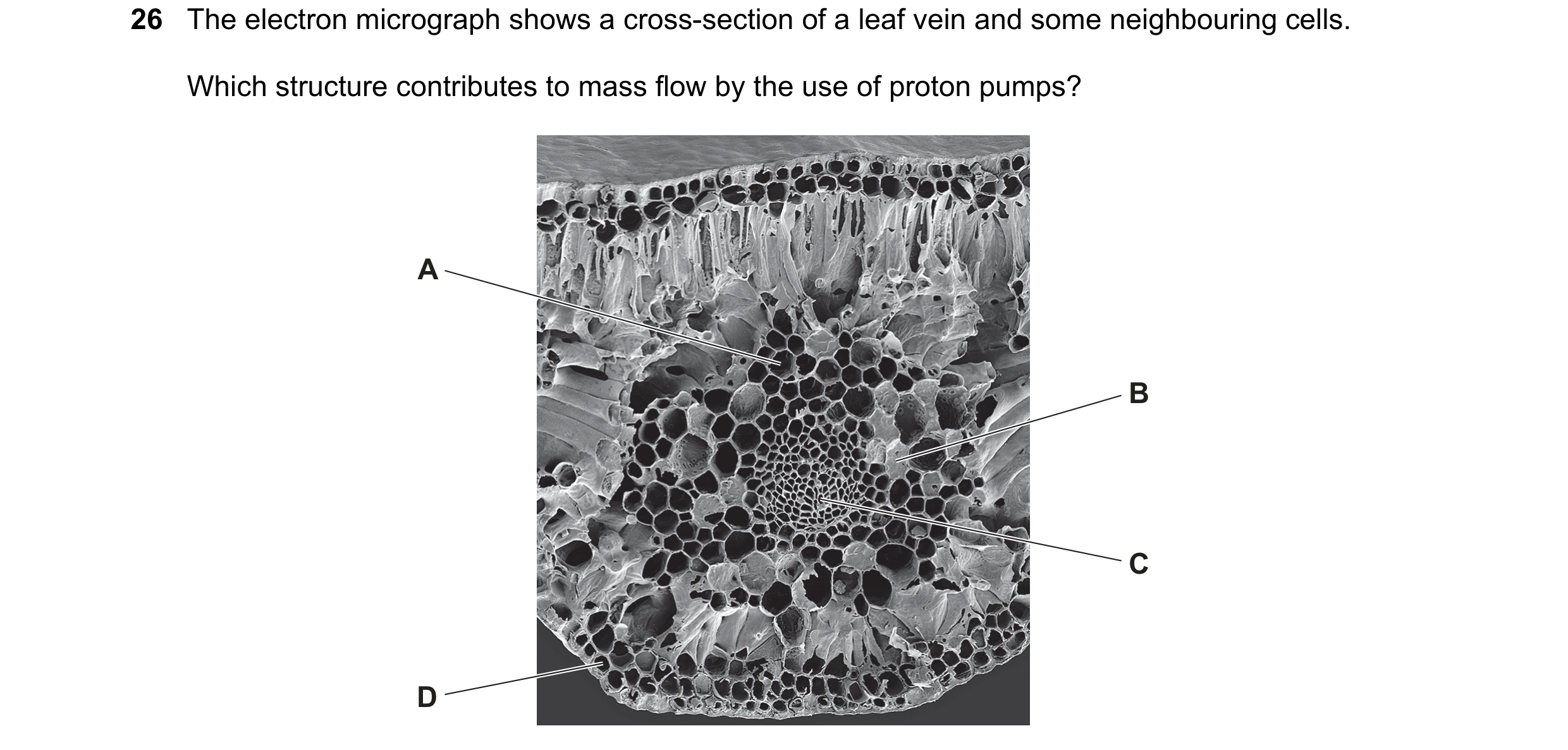 Question 272: The electron micrograph shows a cross-section of a leaf vein and some neighbouring cells. Which structure contributes to mass flow by the u…