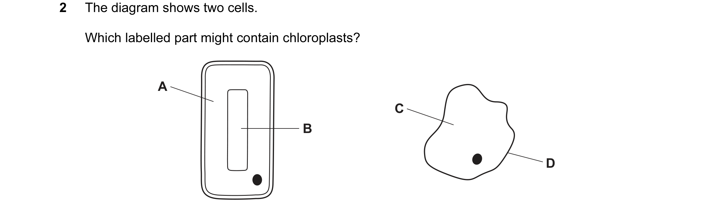 Question 29: The diagram shows two cells. Which labelled part might contain chloroplasts? A C B D