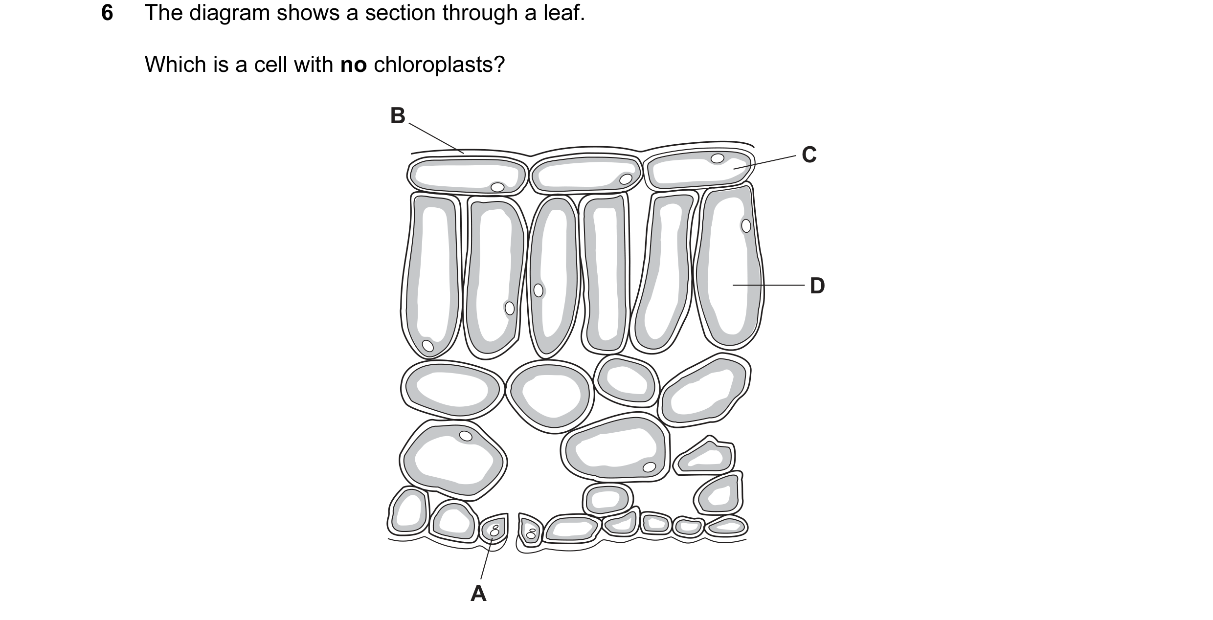 Question 7: The diagram shows a section through a leaf. Which is a cell with no chloroplasts? B C D A