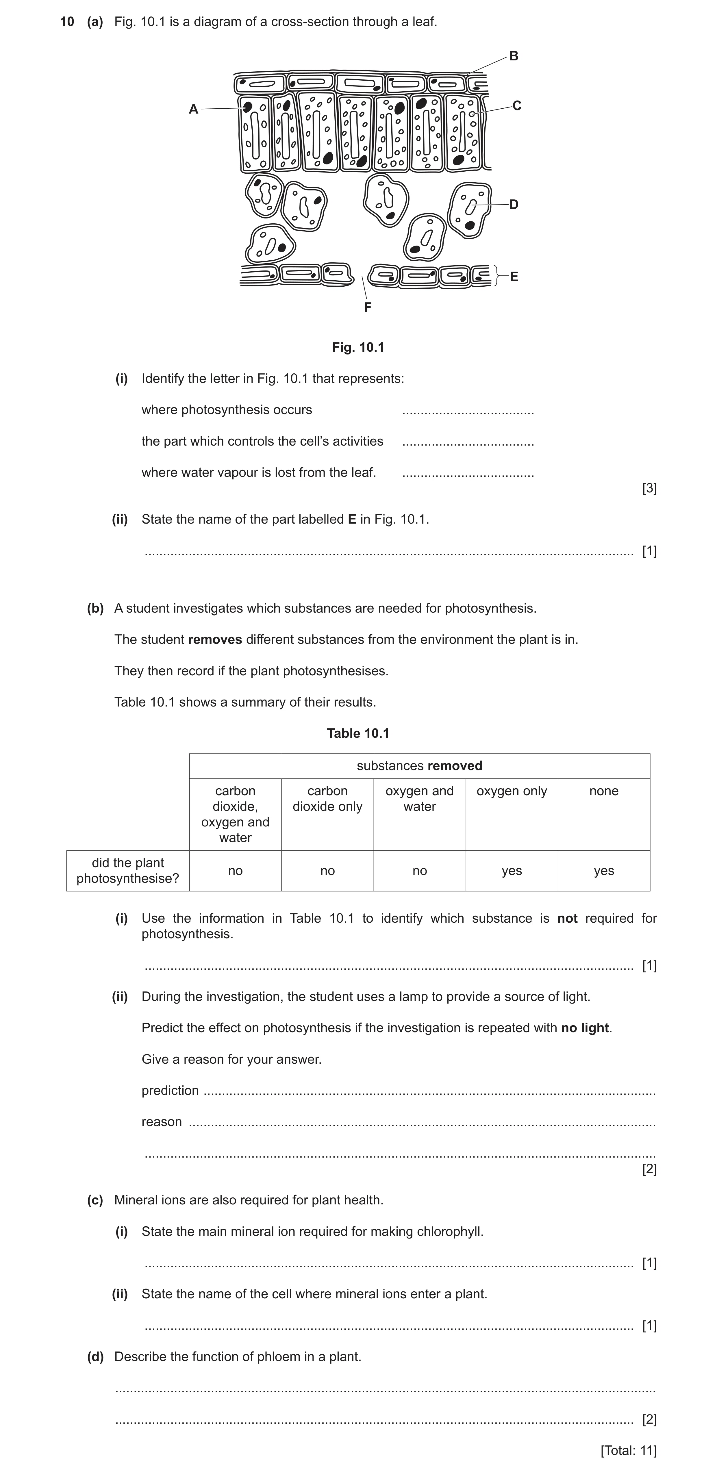 Question 19: (a) Fig. 10.1 is a diagram of a cross-section through a leaf. B A C D E F Fig. 10.1 (i) Identify the letter in Fig. 10.1 that represents: w…