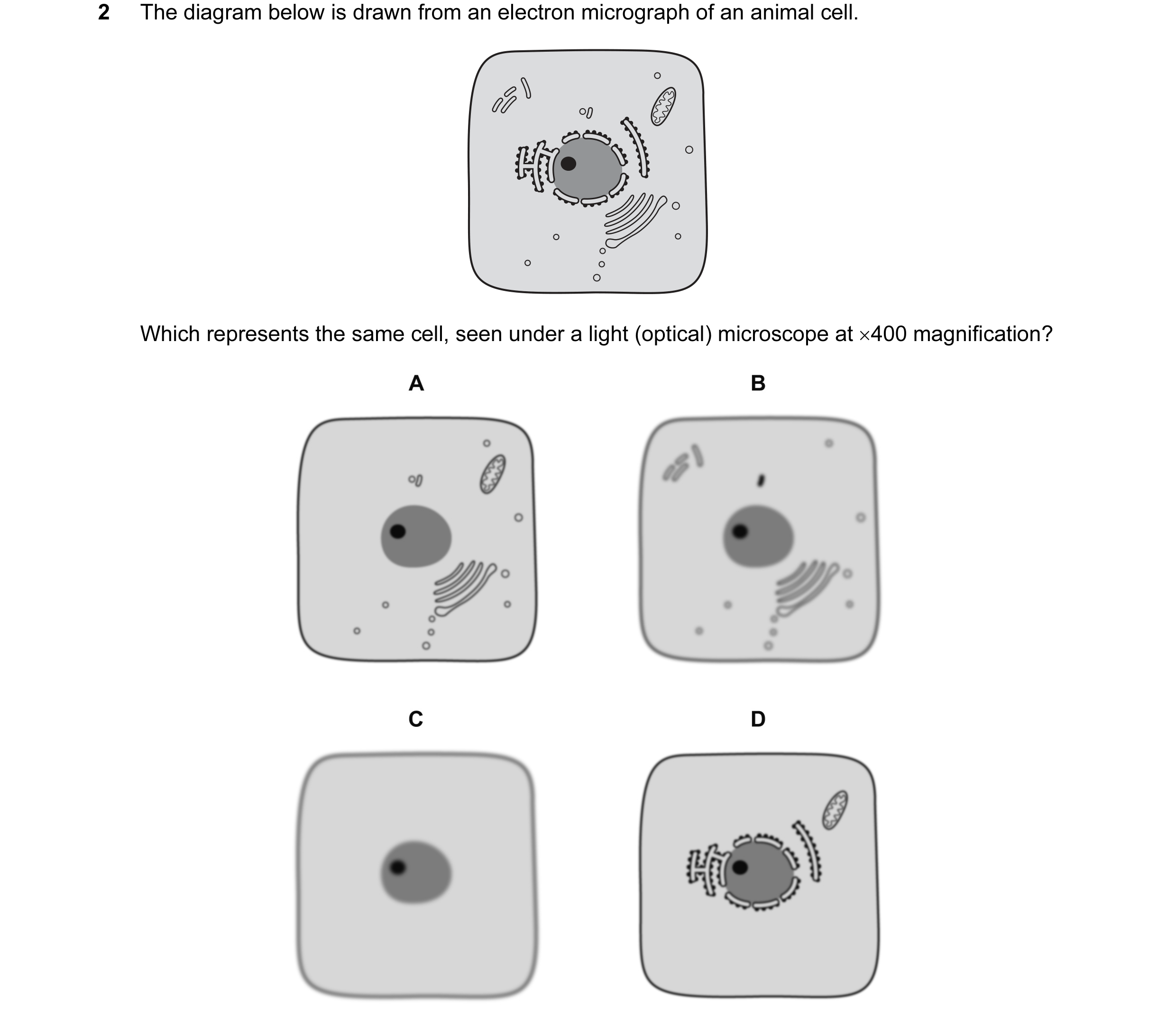 Question 22: The diagram below is drawn from an electron micrograph of an animal cell. Which represents the same cell, seen under a light (optical) micr…