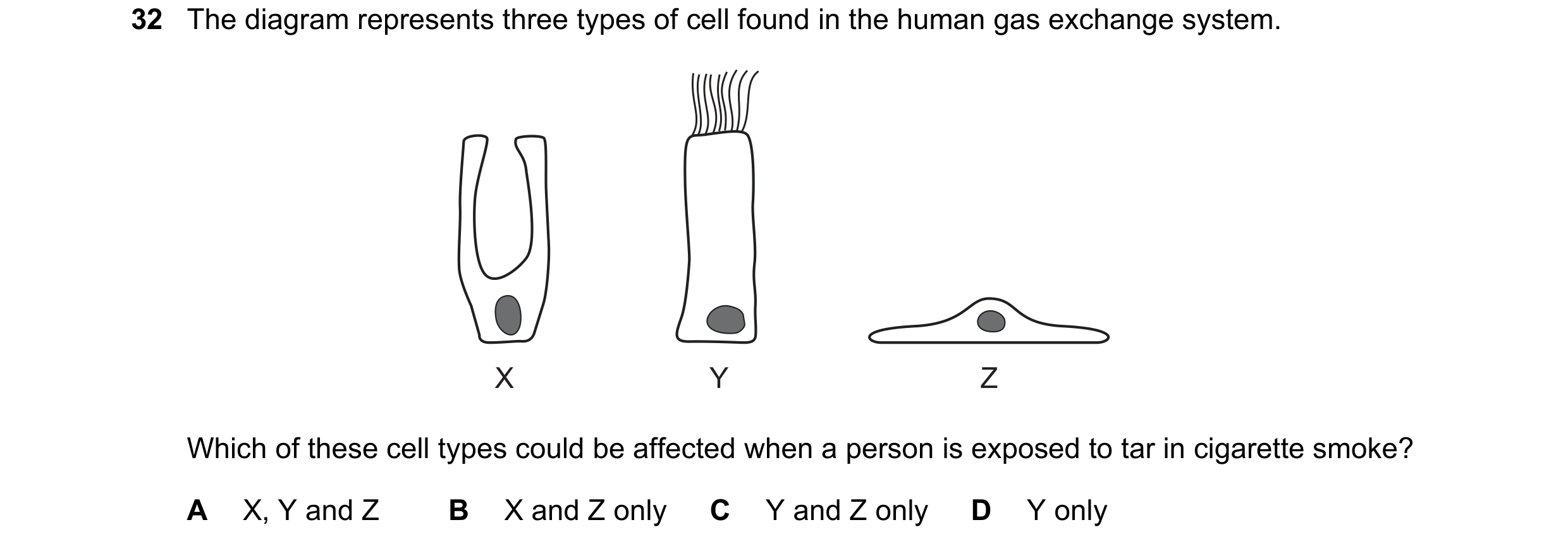 Question 175: The diagram represents three types of cell found in the human gas exchange system. X Y Z Which of these cell types could be affected when a…