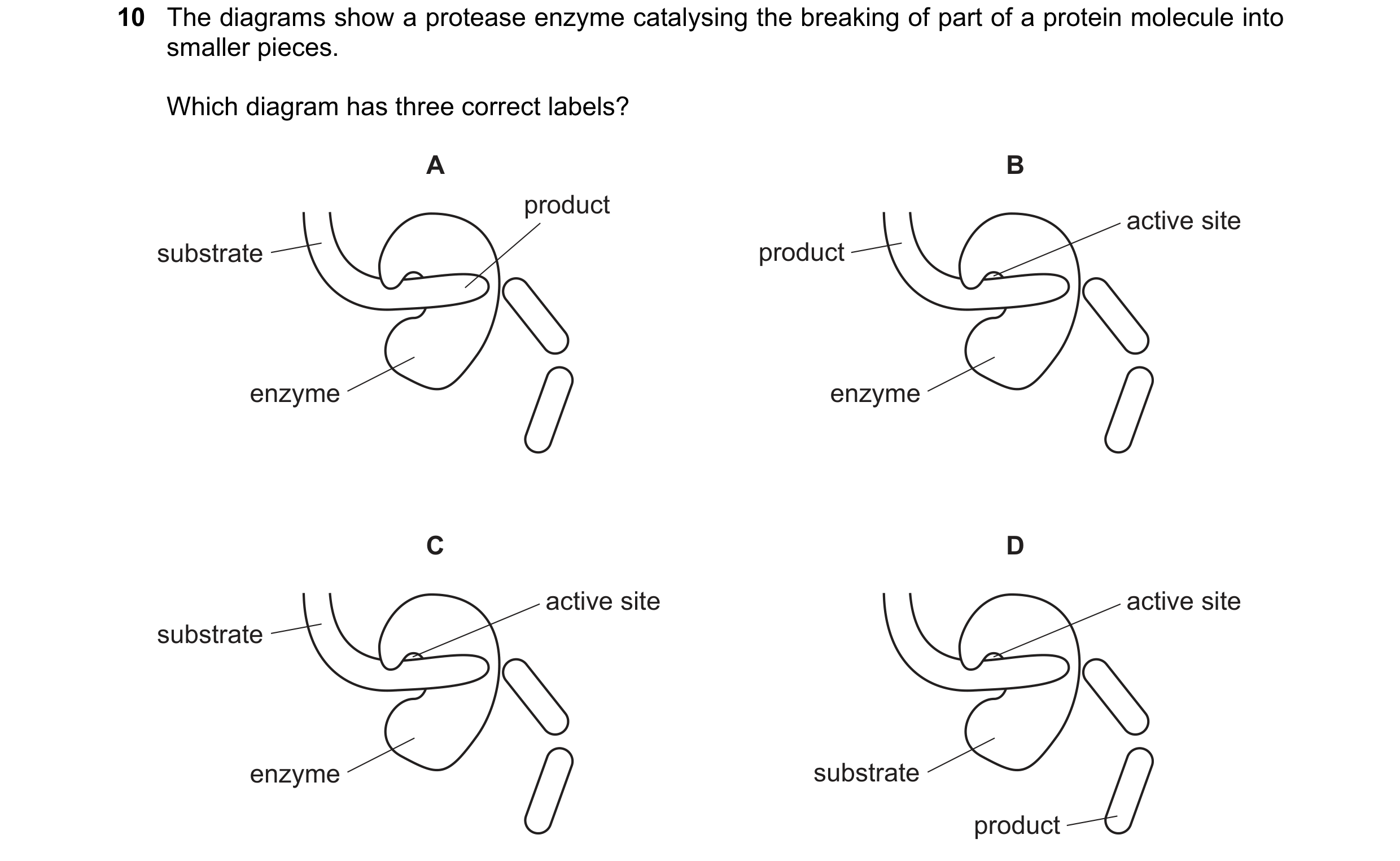 Question 6: The diagrams show a protease enzyme catalysing the breaking of part of a protein molecule into smaller pieces. Which diagram has three corr…