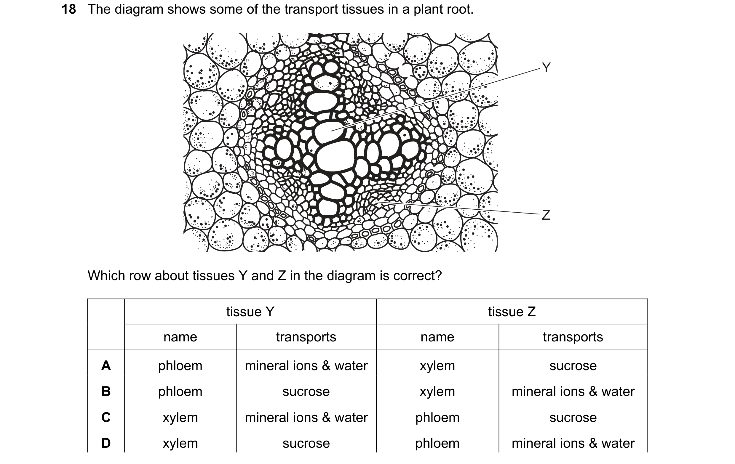 Question 3: The diagram shows some of the transport tissues in a plant root. Y Z Which row about tissues Y and Z in the diagram is correct? tissue Y ti…