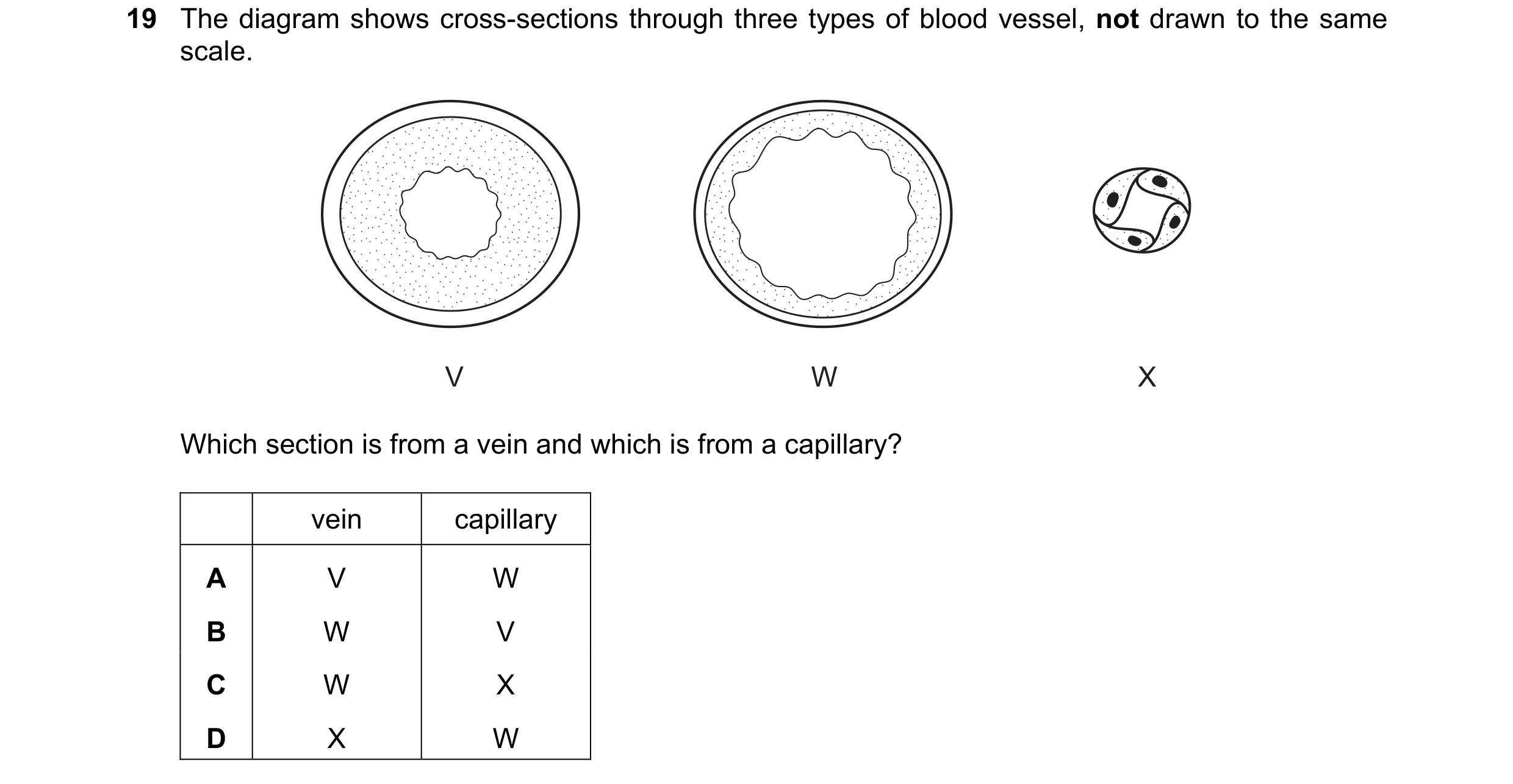 Question 2: The diagram shows cross-sections through three types of blood vessel, not drawn to the same scale. V W X Which section is from a vein and w…
