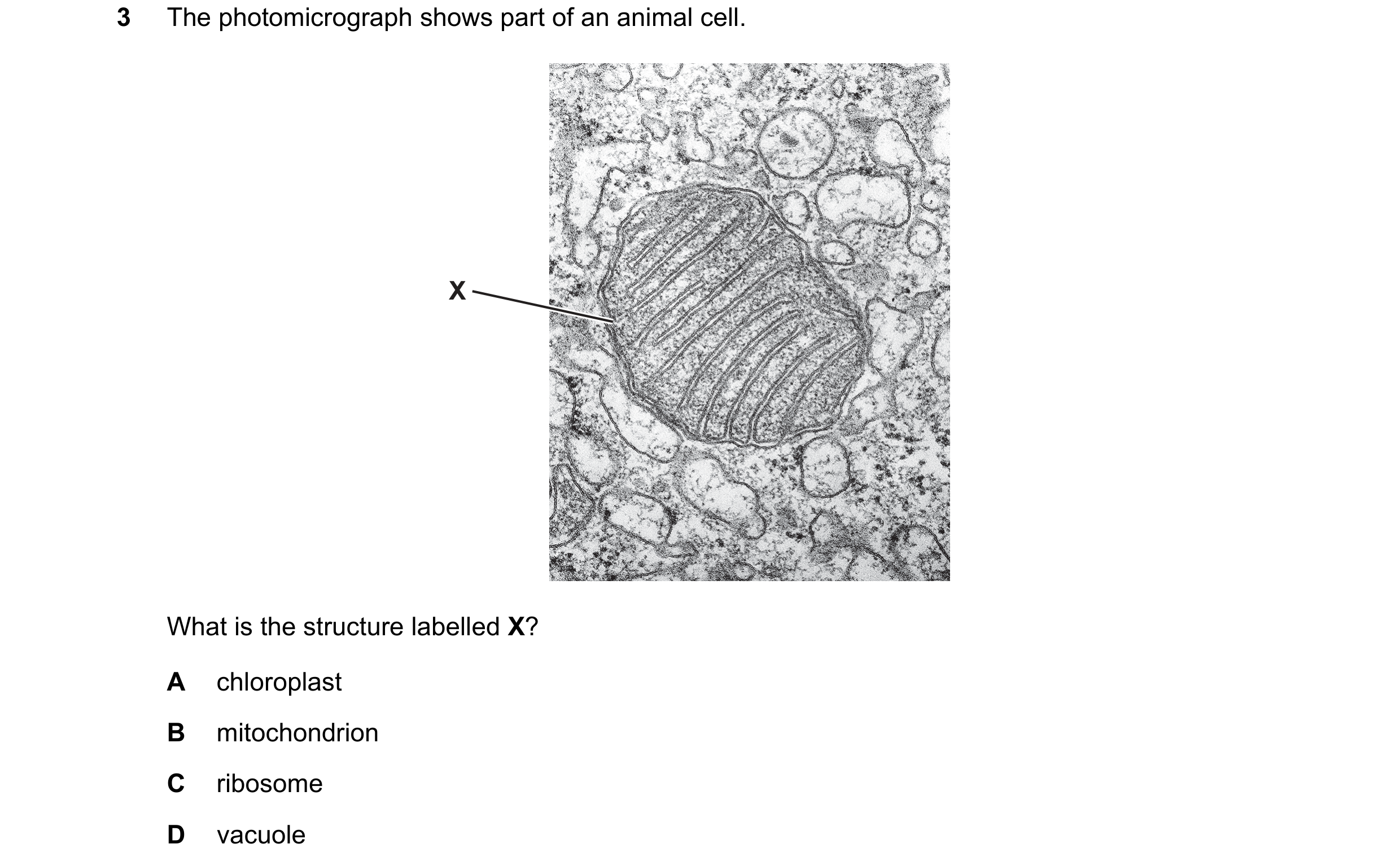 Question 8: The photomicrograph shows part of an animal cell. X What is the structure labelled X? A chloroplast B mitochondrion C ribosome D vacuole
