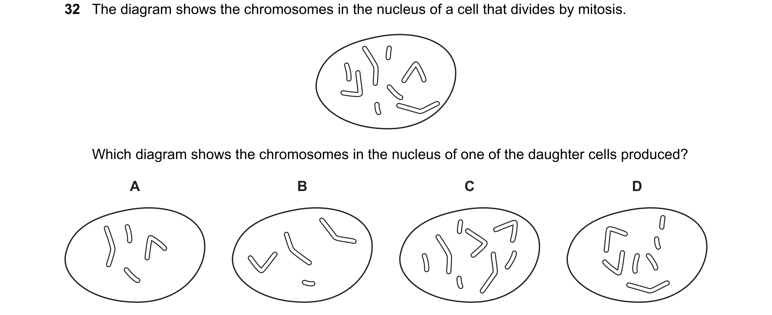 Question 2: The diagram shows the chromosomes in the nucleus of a cell that divides by mitosis. Which diagram shows the chromosomes in the nucleus of o…