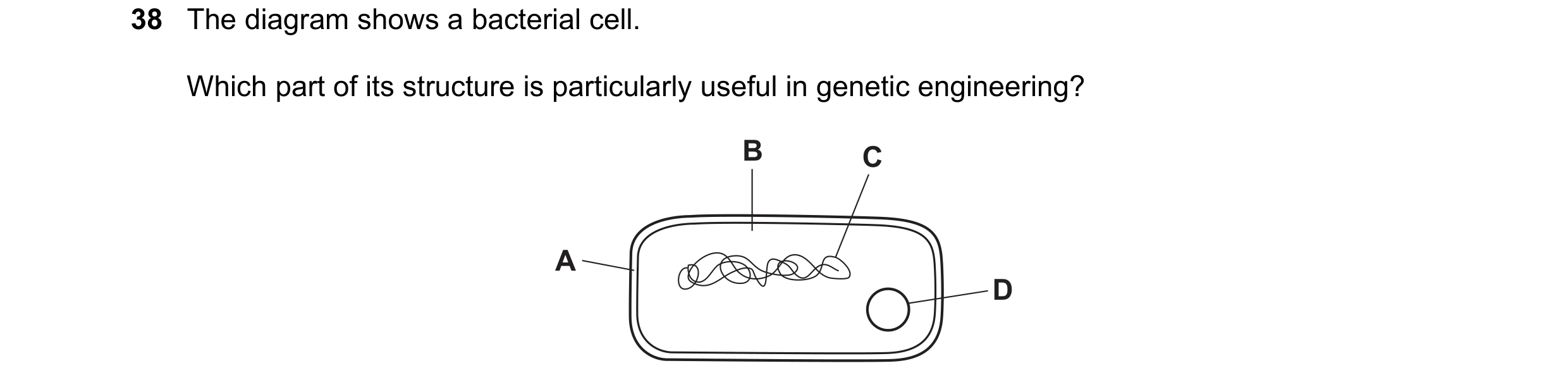 Question 3: The diagram shows a bacterial cell. Which part of its structure is particularly useful in genetic engineering? B C A D