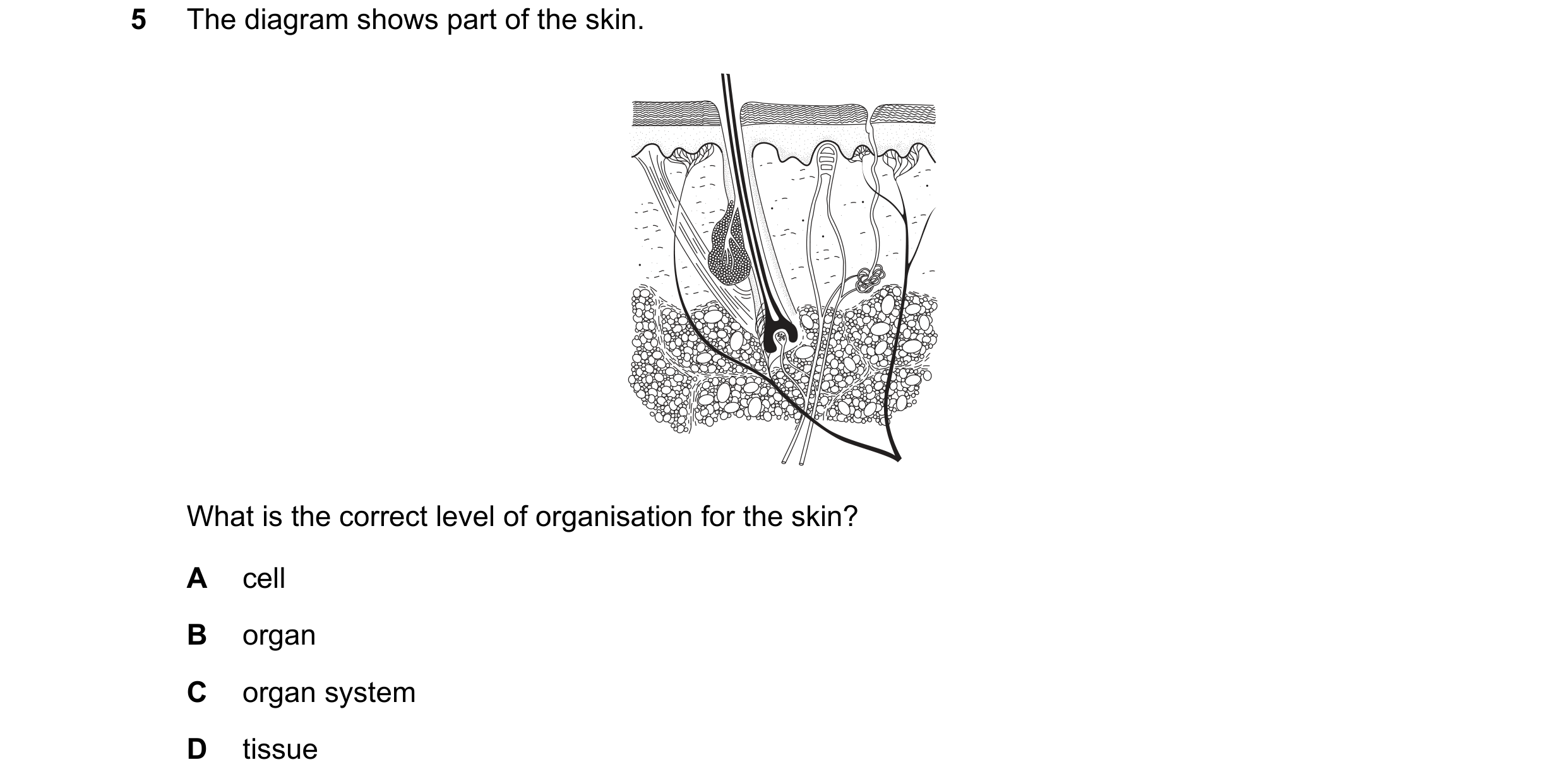 Question 10: The diagram shows part of the skin. What is the correct level of organisation for the skin? A cell B organ C organ system D tissue