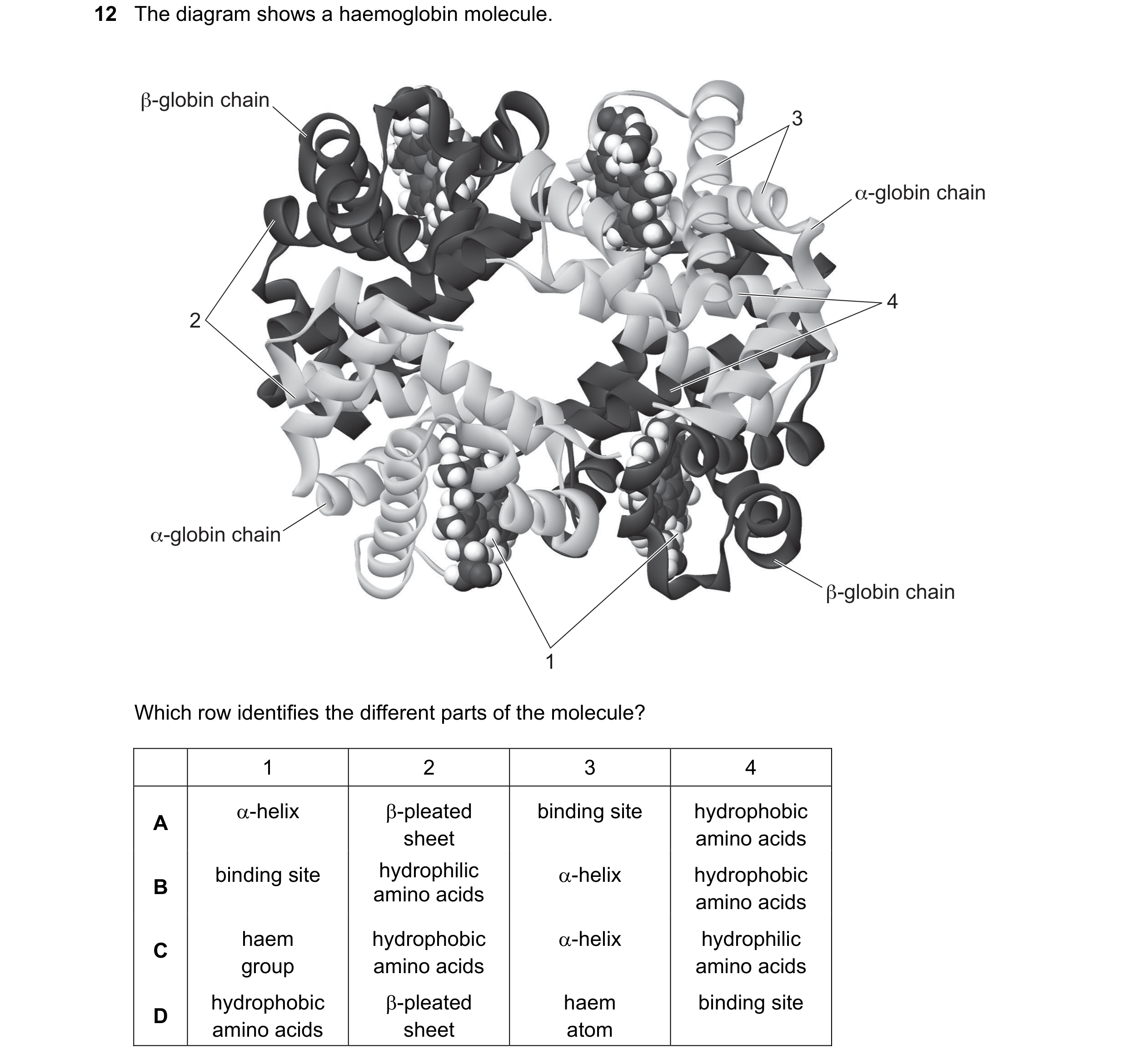Question 117: The diagram shows a haemoglobin molecule. β-globin chain 3 α-globin chain 4 2 α-globin chain β-globin chain 1 Which row identifies the diff…