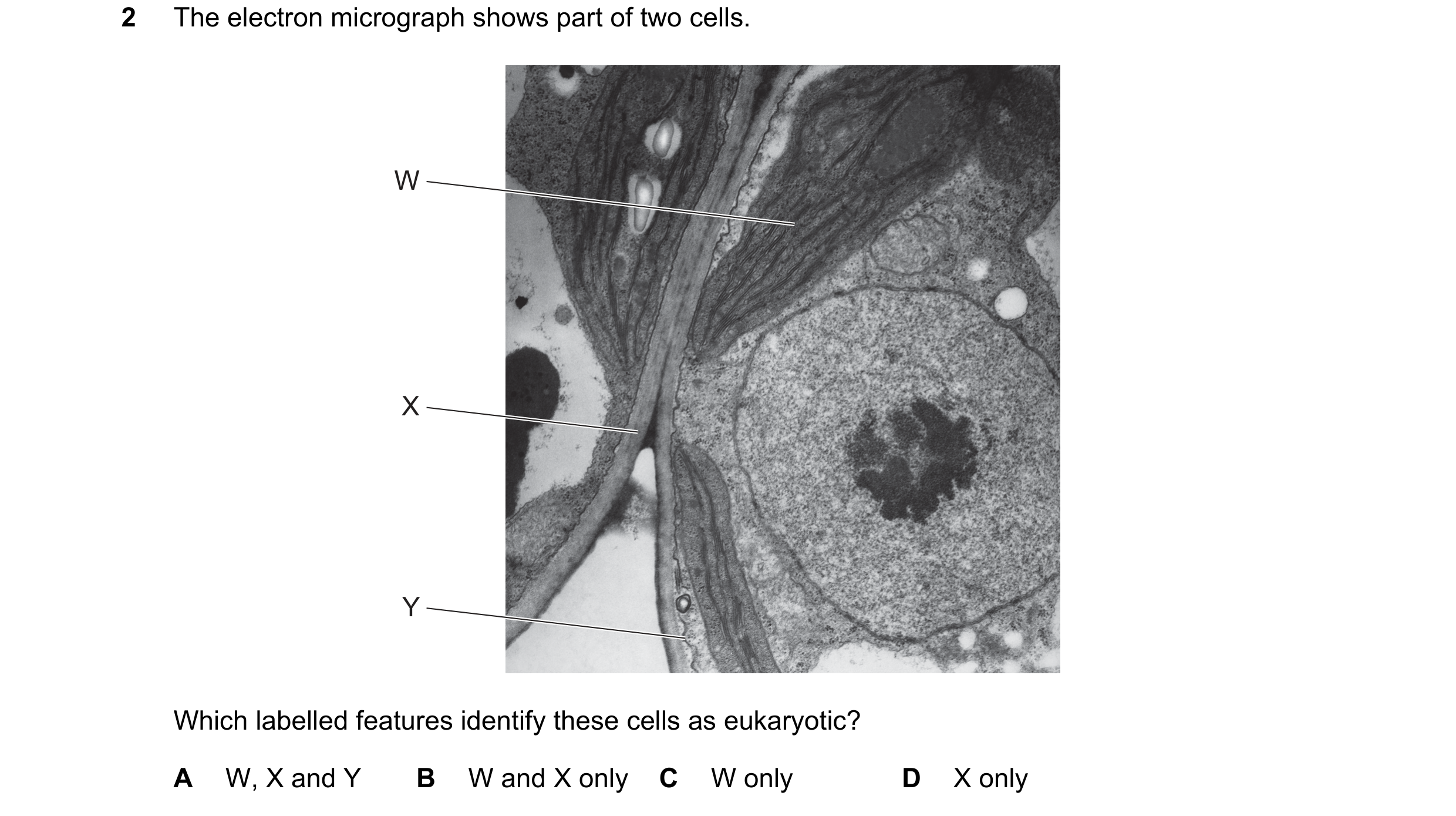 Question 165: The electron micrograph shows part of two cells. W X Y Which labelled features identify these cells as eukaryotic? A W, X and Y B W and X o…