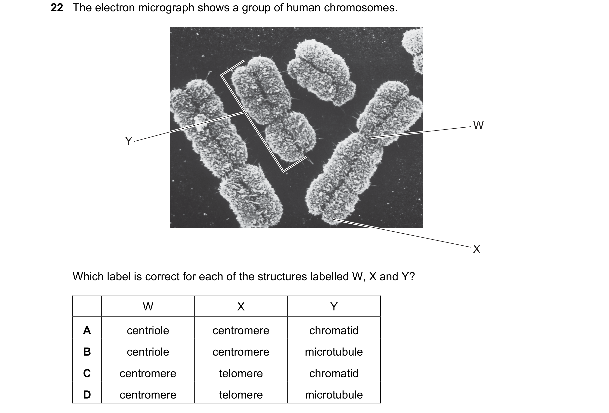 Question 53: The electron micrograph shows a group of human chromosomes. W Y X Which label is correct for each of the structures labelled W, X and Y? W …