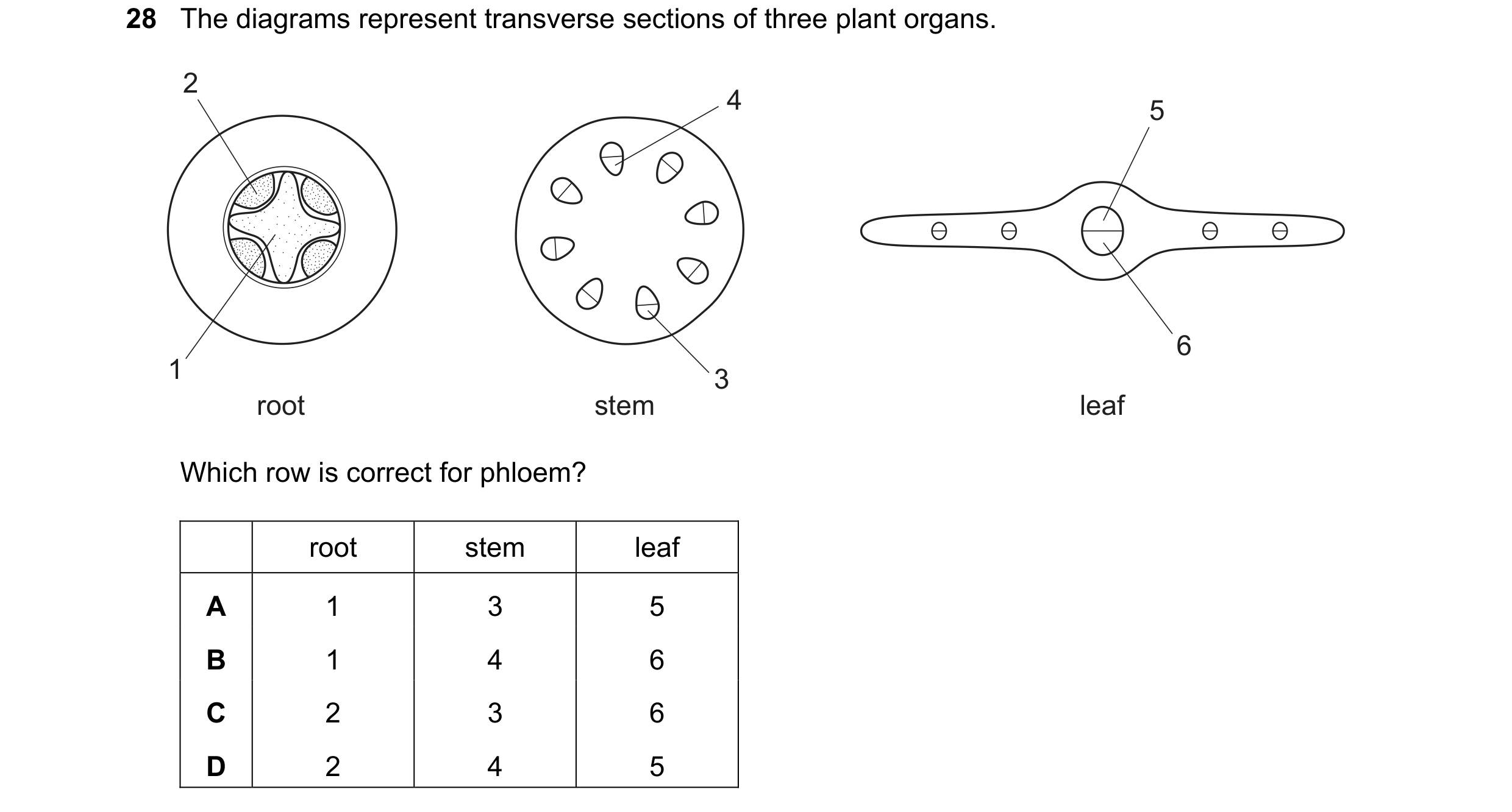 Question 46: The diagrams represent transverse sections of three plant organs. 2 4 5 6 1 3 root stem leaf Which row is correct for phloem? root stem lea…
