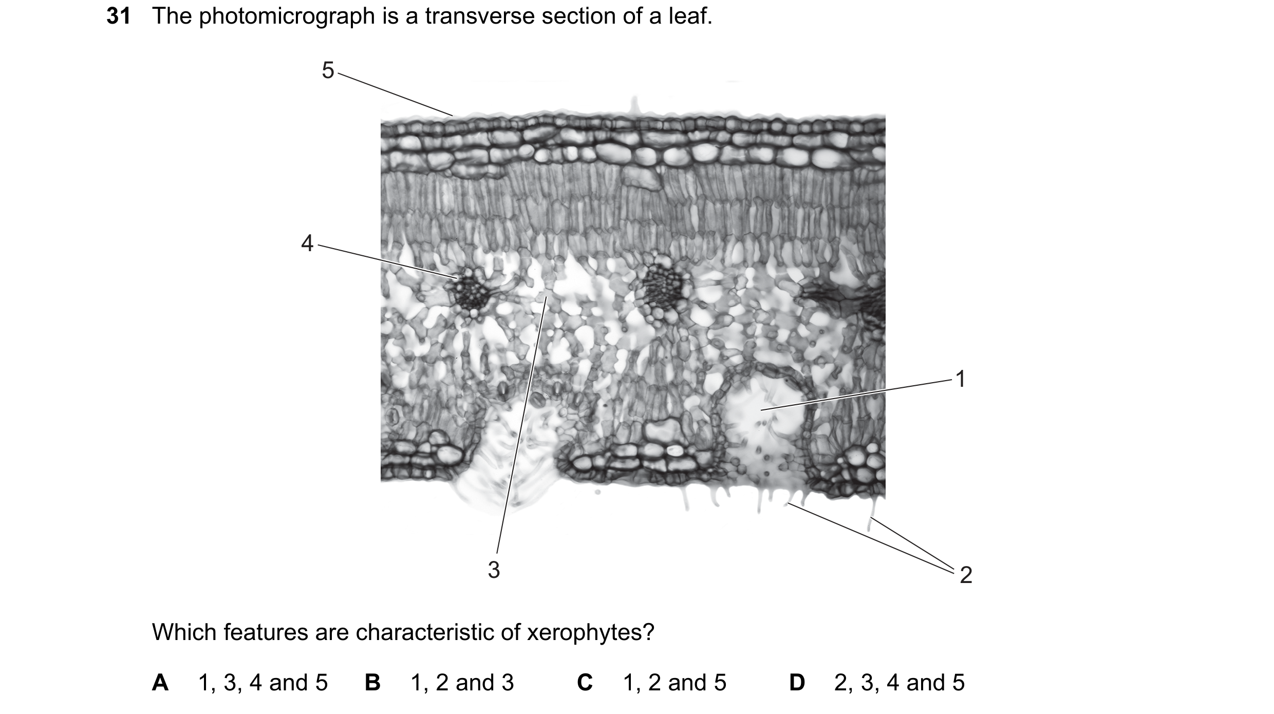 Question 158: The photomicrograph is a transverse section of a leaf. 5 4 1 3 2 Which features are characteristic of xerophytes? A 1, 3, 4 and 5 B 1, 2 an…