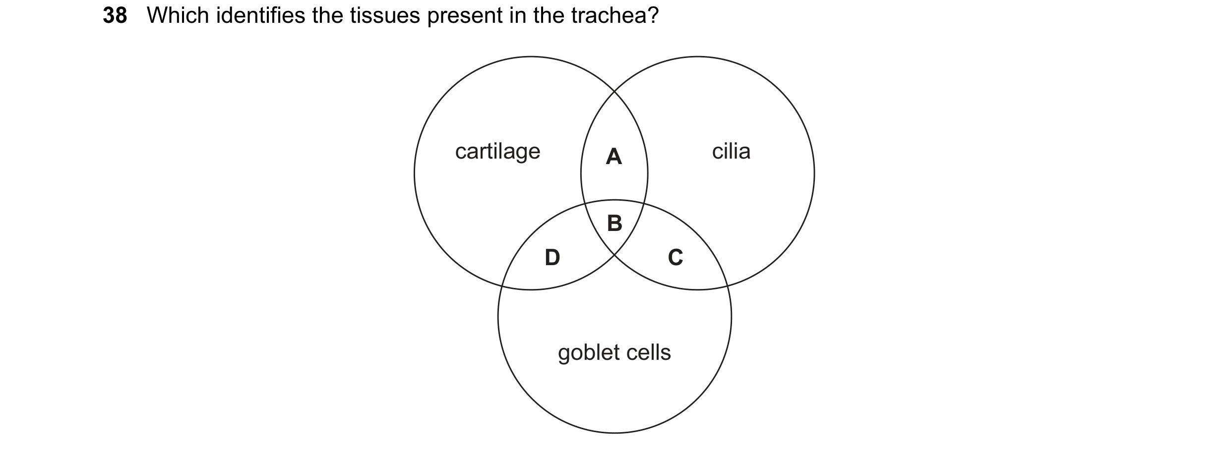 Question 127: Which identifies the tissues present in the trachea? cartilage A cilia B D C goblet cells