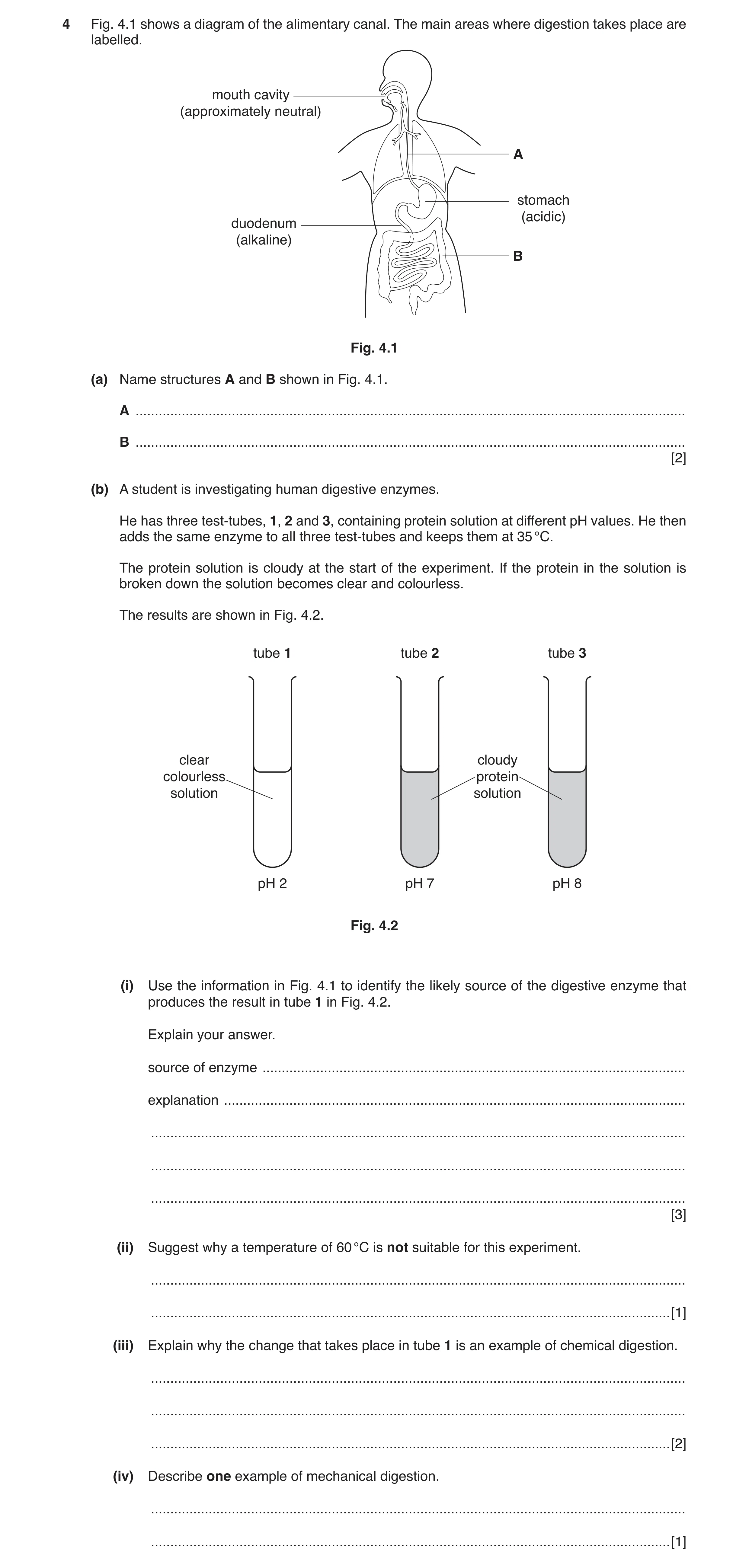 Question 4: Fig. 4.1 shows a diagram of the alimentary canal. The main areas where digestion takes place are labelled. mouth cavity (approximately neut…