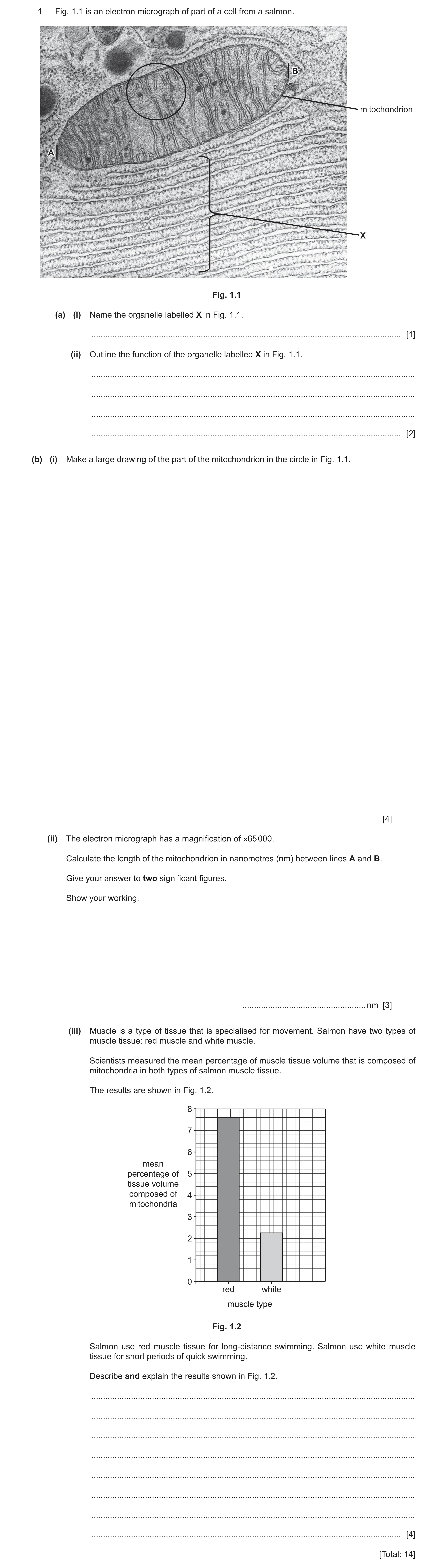 Question 12: Fig. 1.1 is an electron micrograph of part of a cell from a salmon. B mitochondrion A X Fig. 1.1 (a) (i) Name the organelle labelled X in F…