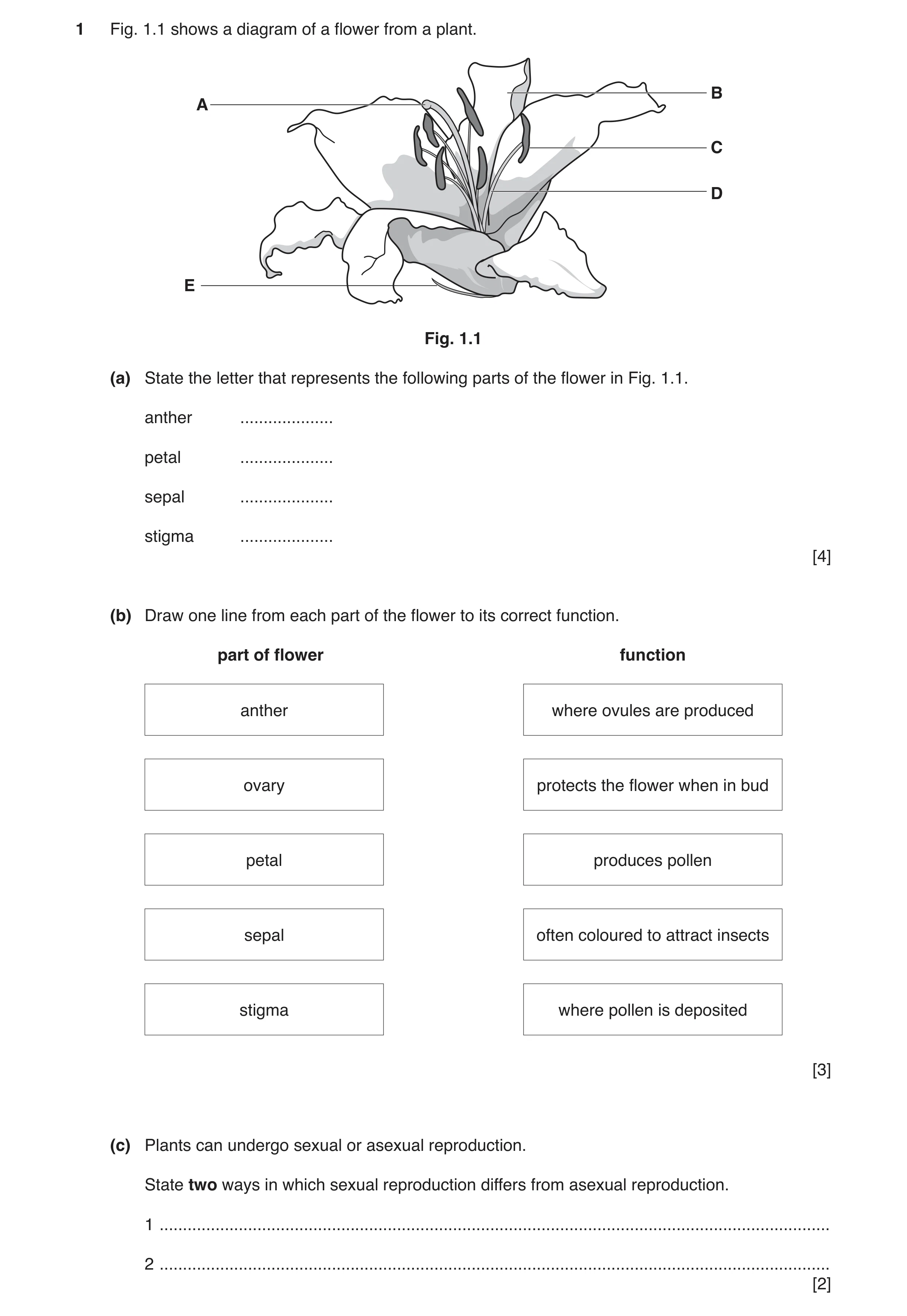 Question 2: Fig. 1.1 shows a diagram of a flower from a plant. B A C D E Fig. 1.1 (a) State the letter that represents the following parts of the flowe…
