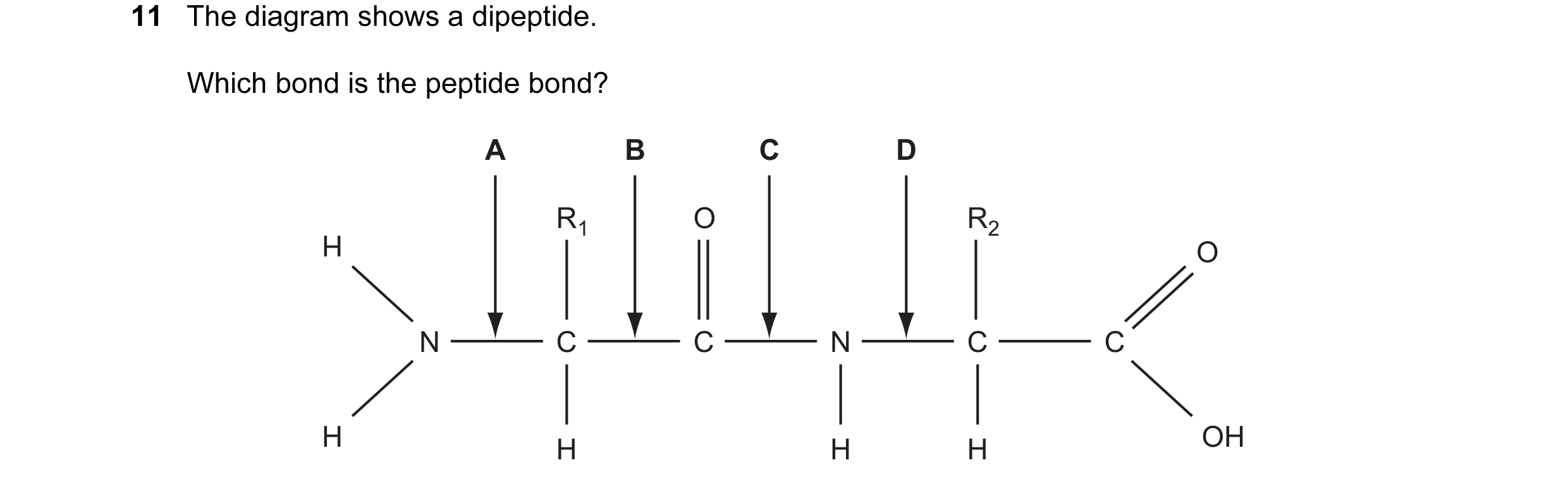 Question 4: The diagram shows a dipeptide. Which bond is the peptide bond? A B C D R1 O R2 H O N C C N C C H H H H OH