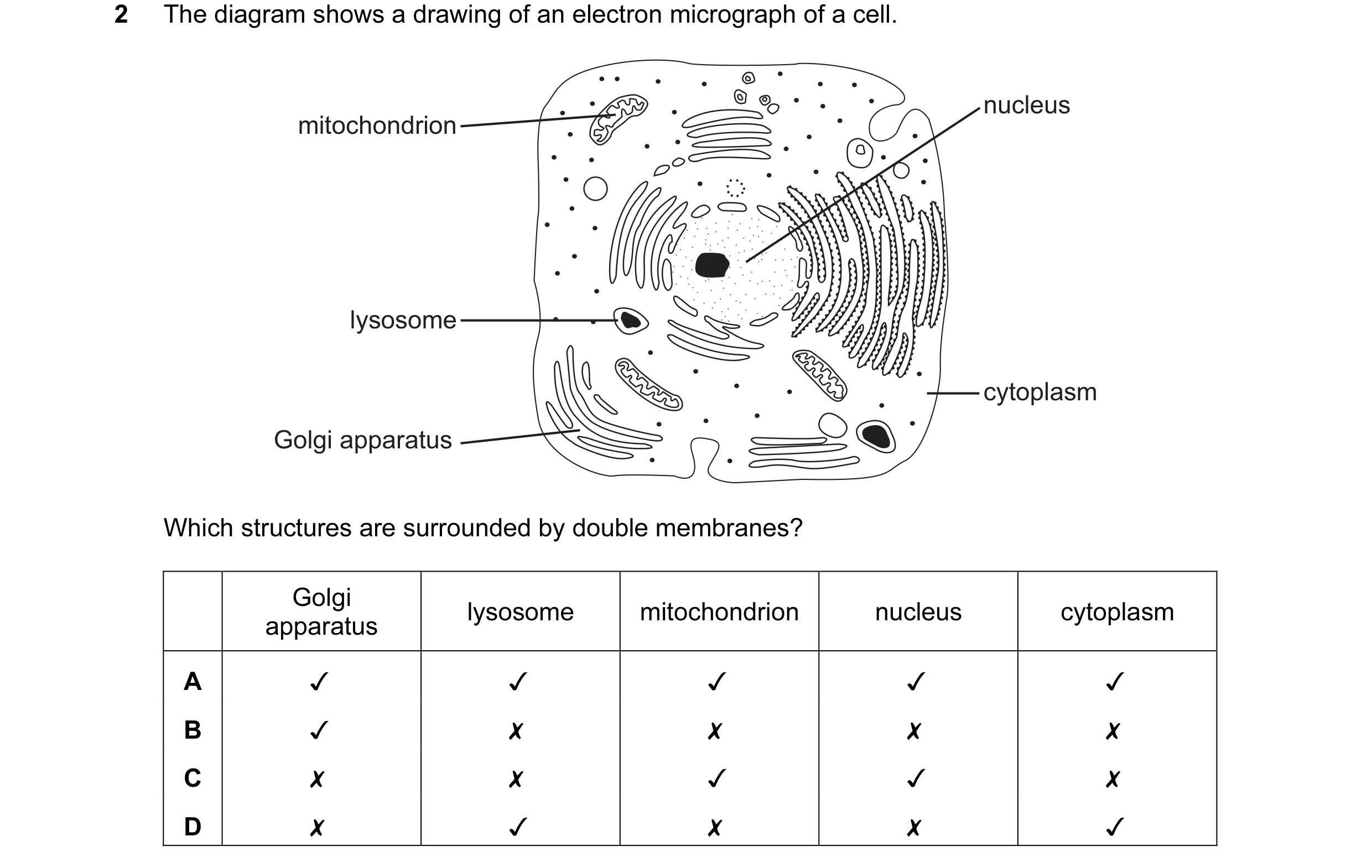 Question 4: ~The diagram shows a drawing of an electron micrograph of a cell.

; ; nucleus

mitochondrion

> — ,,
SS SS

lysosome ——~--(® Swe
' .

cyto…