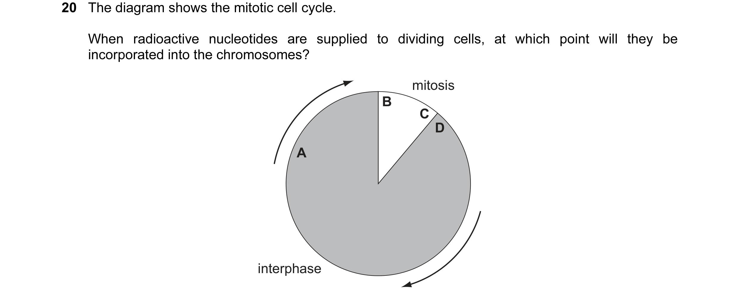 Question 7: The diagram shows the mitotic cell cycle. When radioactive nucleotides are supplied to dividing cells, at which point will they be incorpor…