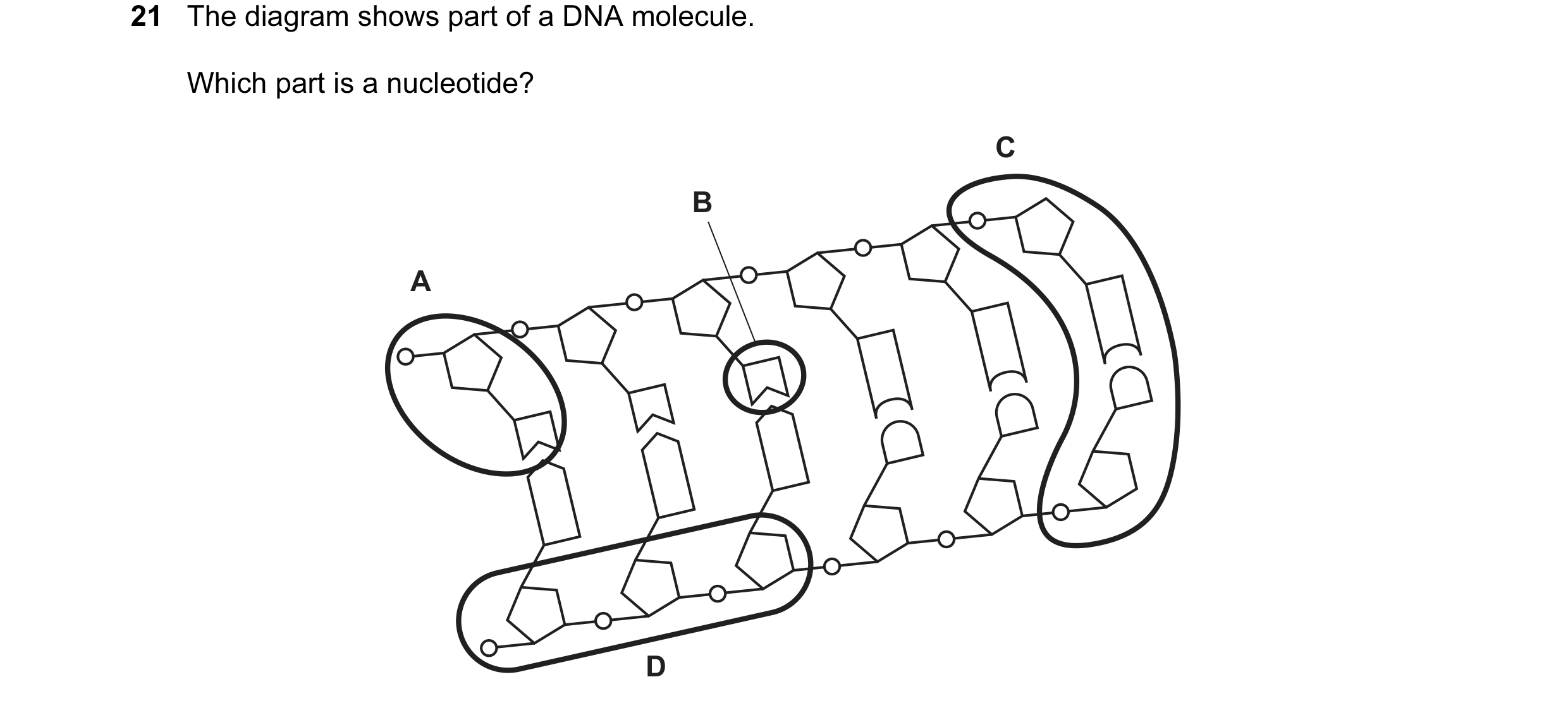 Question 6: The diagram shows part of a DNA molecule. Which part is a nucleotide? C B A D