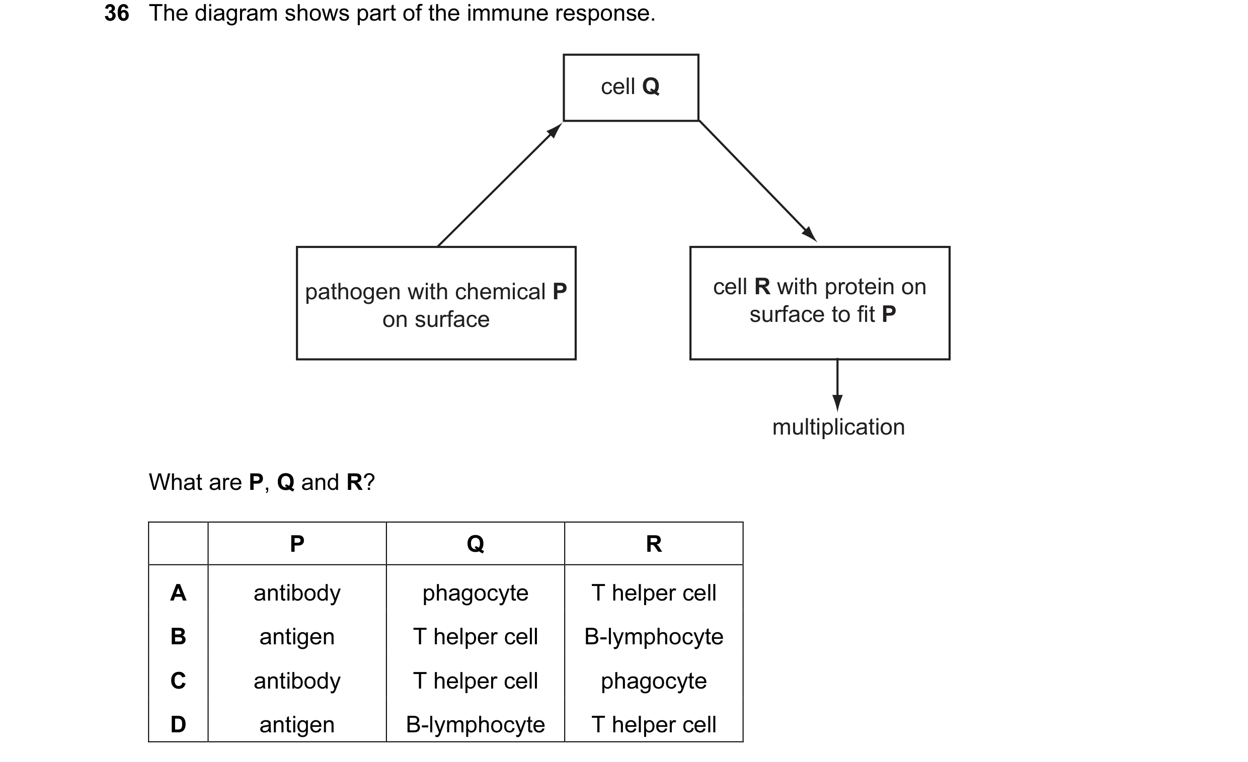 Question 4: The diagram shows part of the immune response. cell Q pathogen with chemical P cell R with protein on on surface surface to fit P multiplic…