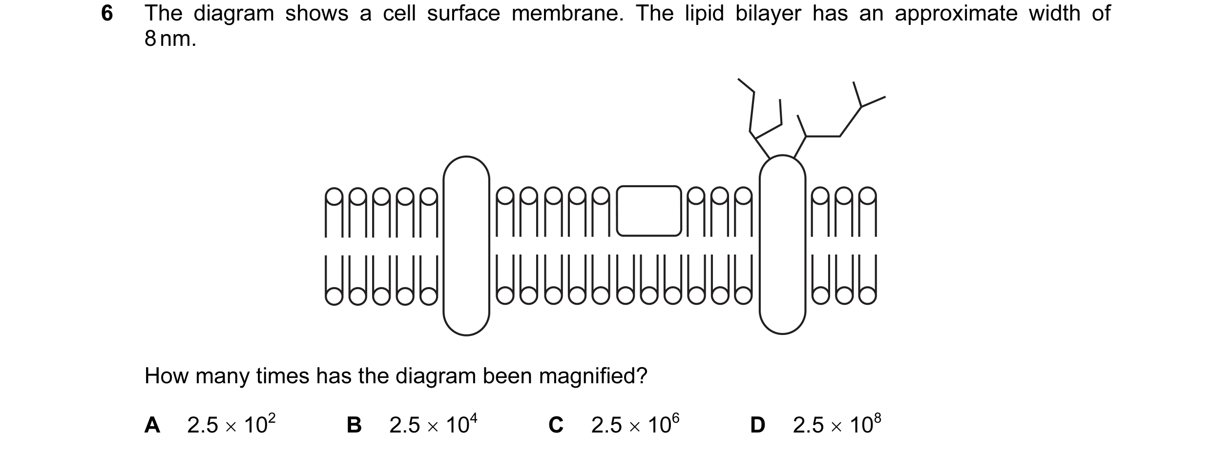 Question 2: The diagram shows a cell surface membrane. The lipid bilayer has an approximate width of 8 nm. How many times has the diagram been magnifie…