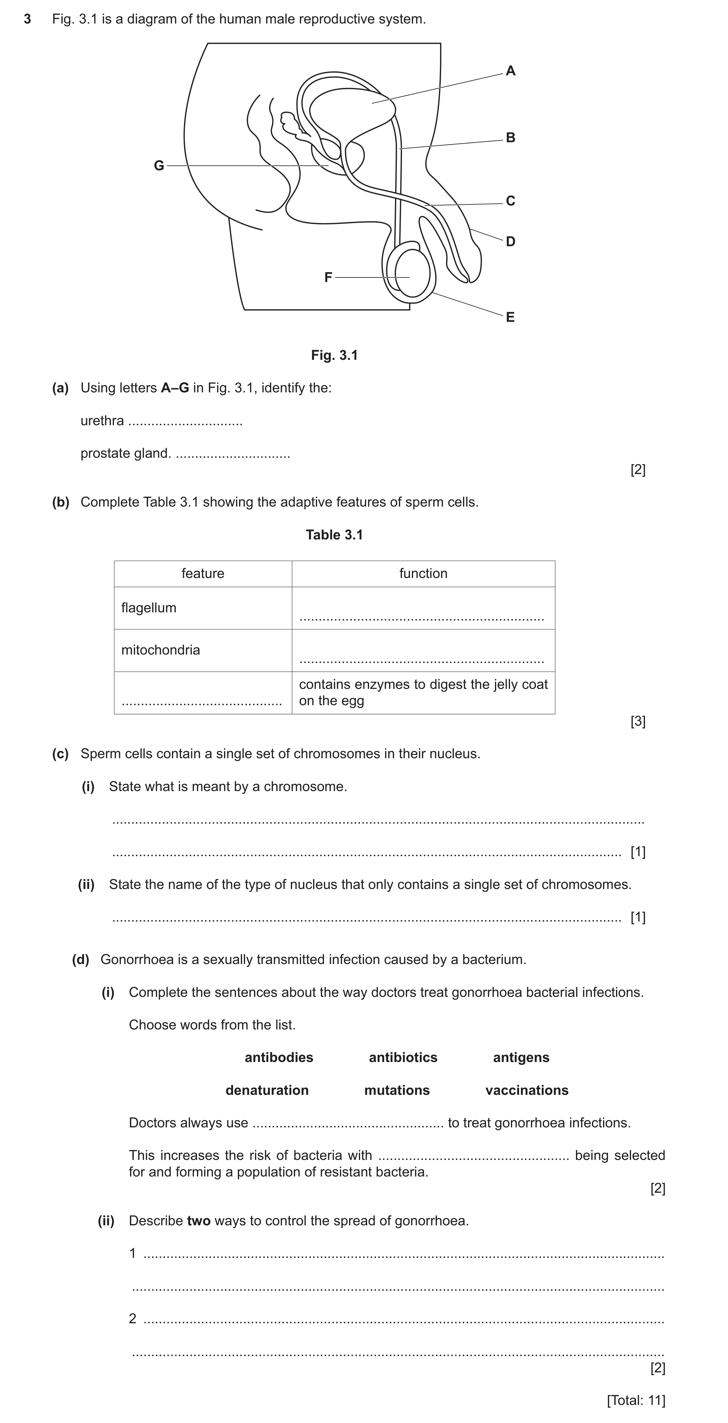 Question 10: Fig. 3.1 is a diagram of the human male reproductive system. A B G C D F E Fig. 3.1 (a) Using letters A–G in Fig. 3.1, identify the: urethr…