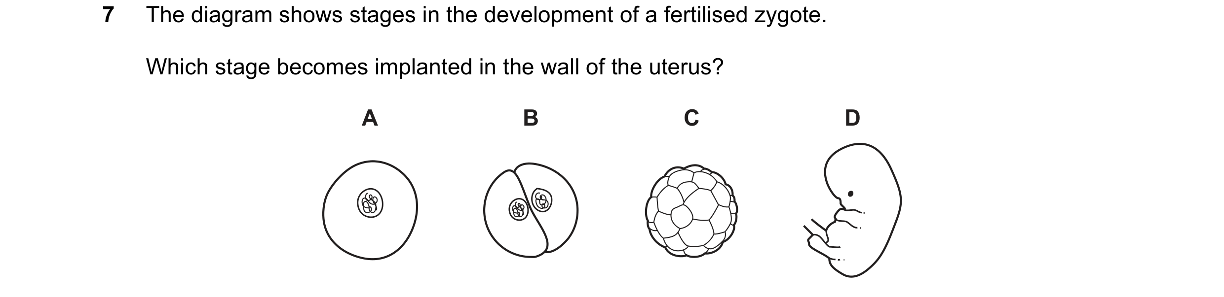 Question 1: The diagram shows stages in the development of a fertilised zygote. Which stage becomes implanted in the wall of the uterus? A B C D