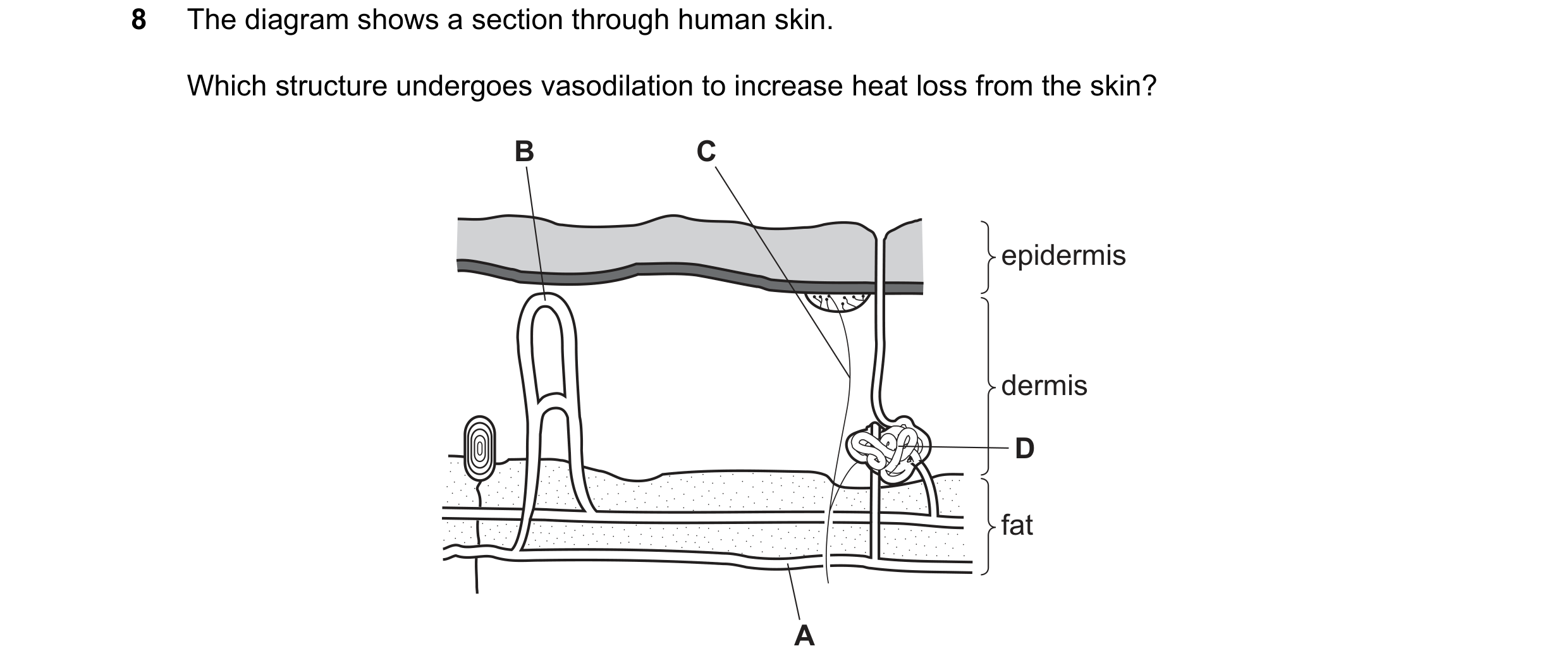Question 2: The diagram shows a section through human skin. Which structure undergoes vasodilation to increase heat loss from the skin? B C epidermis d…