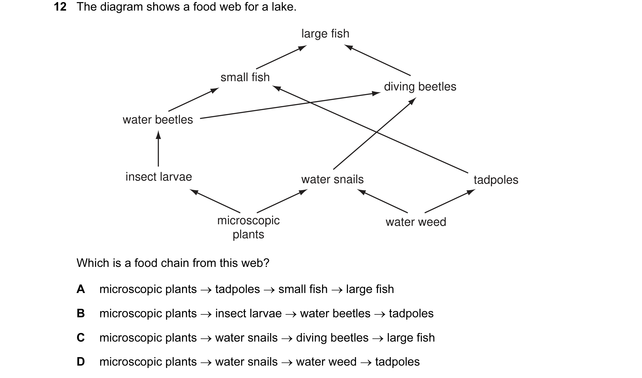 Question 4: The diagram shows a food web for a lake. large fish small fish diving beetles water beetles insect larvae water snails tadpoles microscopic…