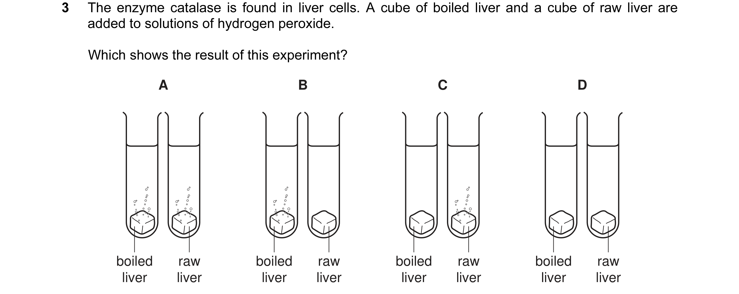 Question 6: The enzyme catalase is found in liver cells. A cube of boiled liver and a cube of raw liver are added to solutions of hydrogen peroxide. Wh…
