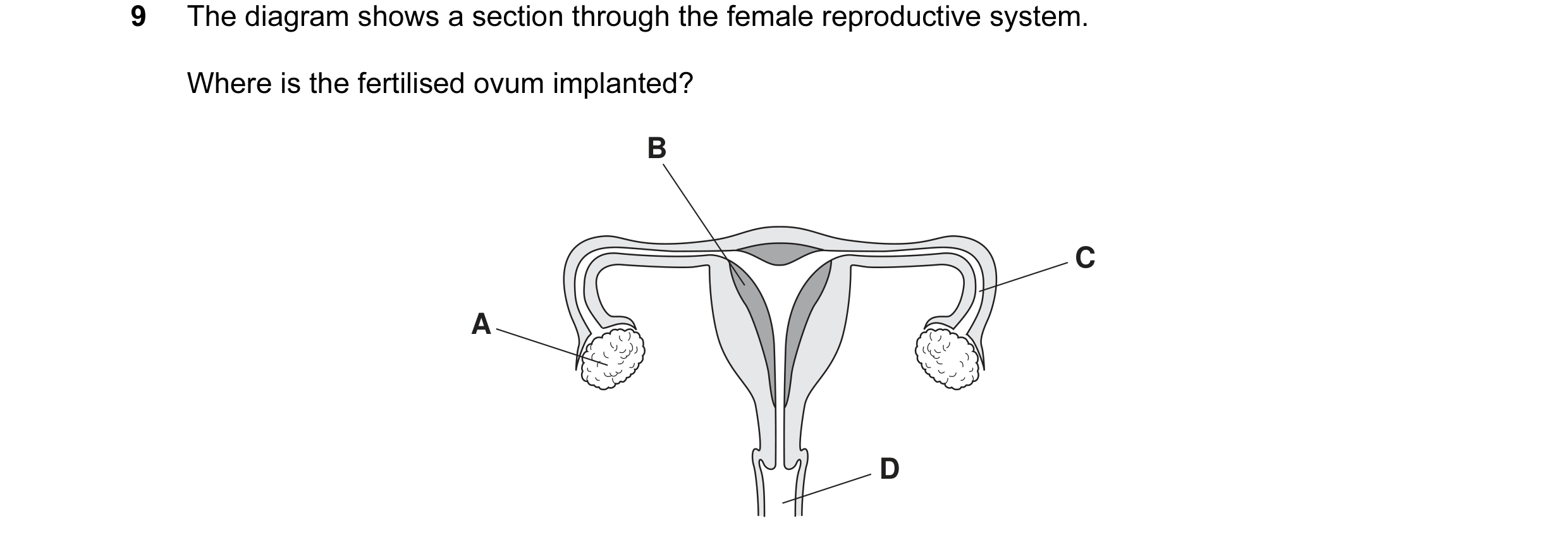 Question 8: The diagram shows a section through the female reproductive system. Where is the fertilised ovum implanted? B C A D