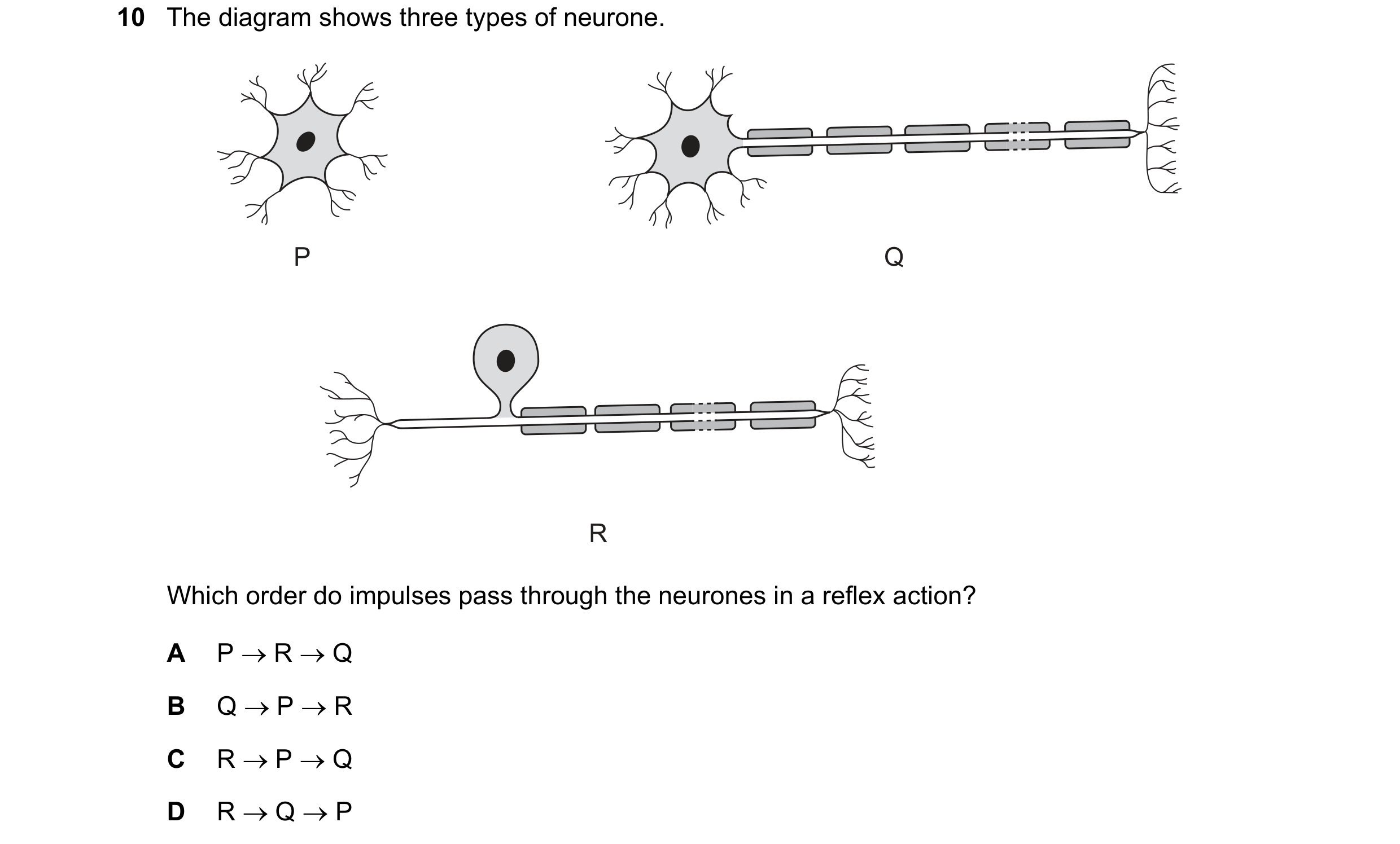 Question 81: The diagram shows three types of neurone. P Q R Which order do impulses pass through the neurones in a reflex action? A P R Q B Q P …