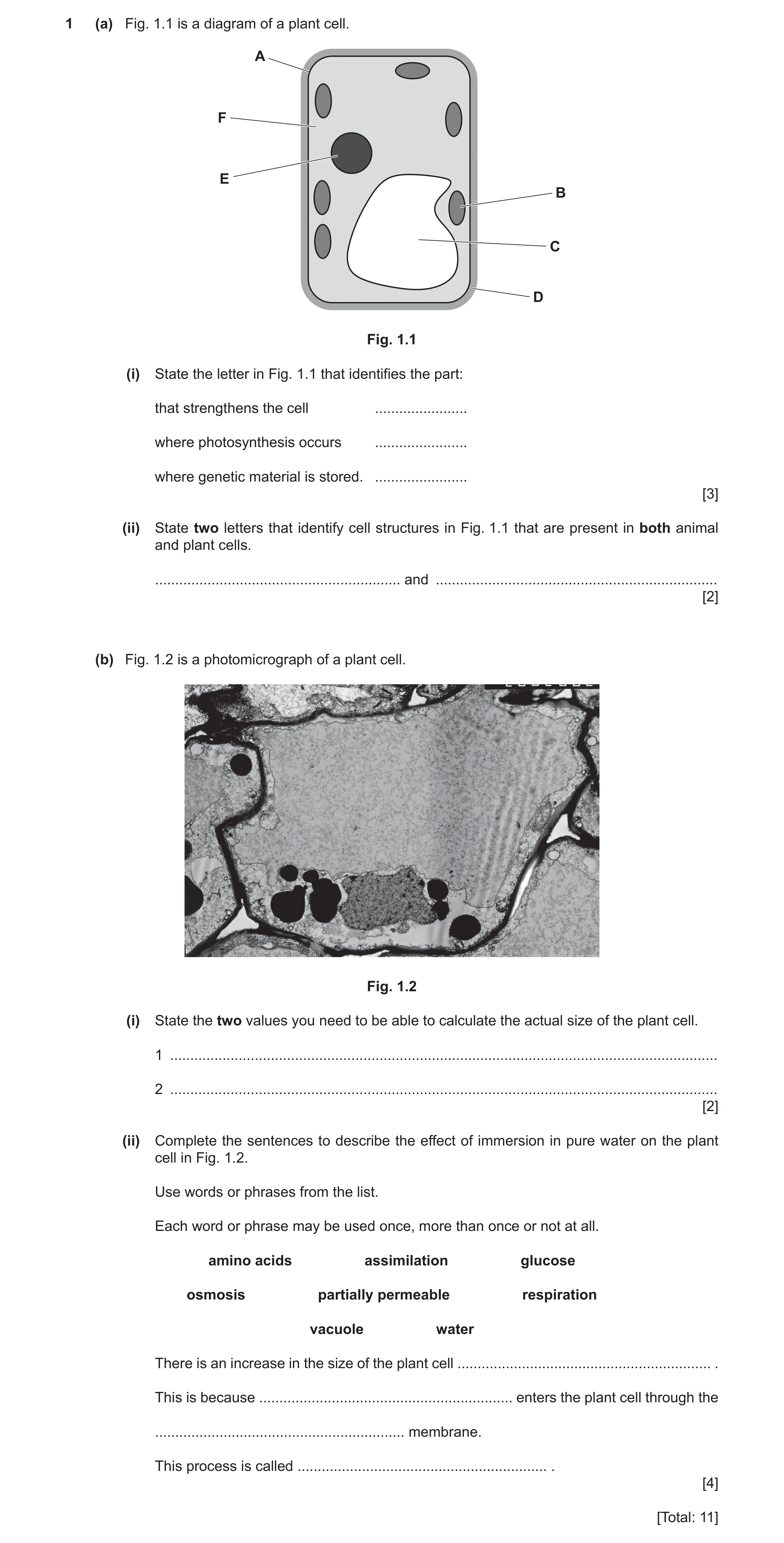 Question 21: (a) Fig. 1.1 is a diagram of a plant cell. A F E B C D Fig. 1.1 (i) State the letter in Fig. 1.1 that identifies the part: that strengthens…
