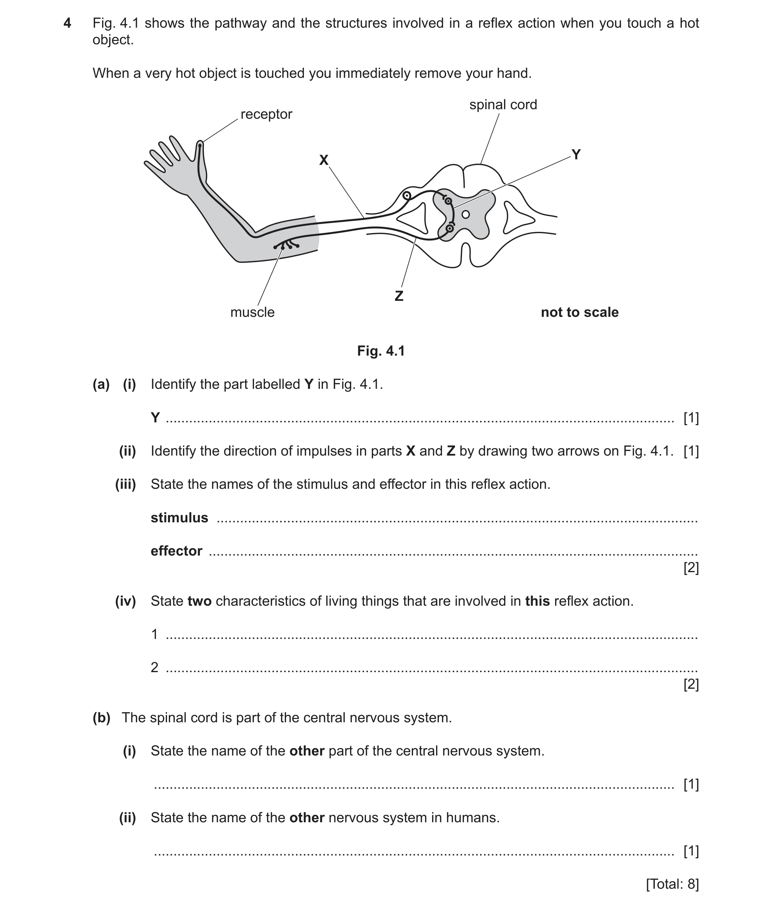 Question 16: Fig. 4.1 shows the pathway and the structures involved in a reflex action when you touch a hot object. When a very hot object is touched yo…