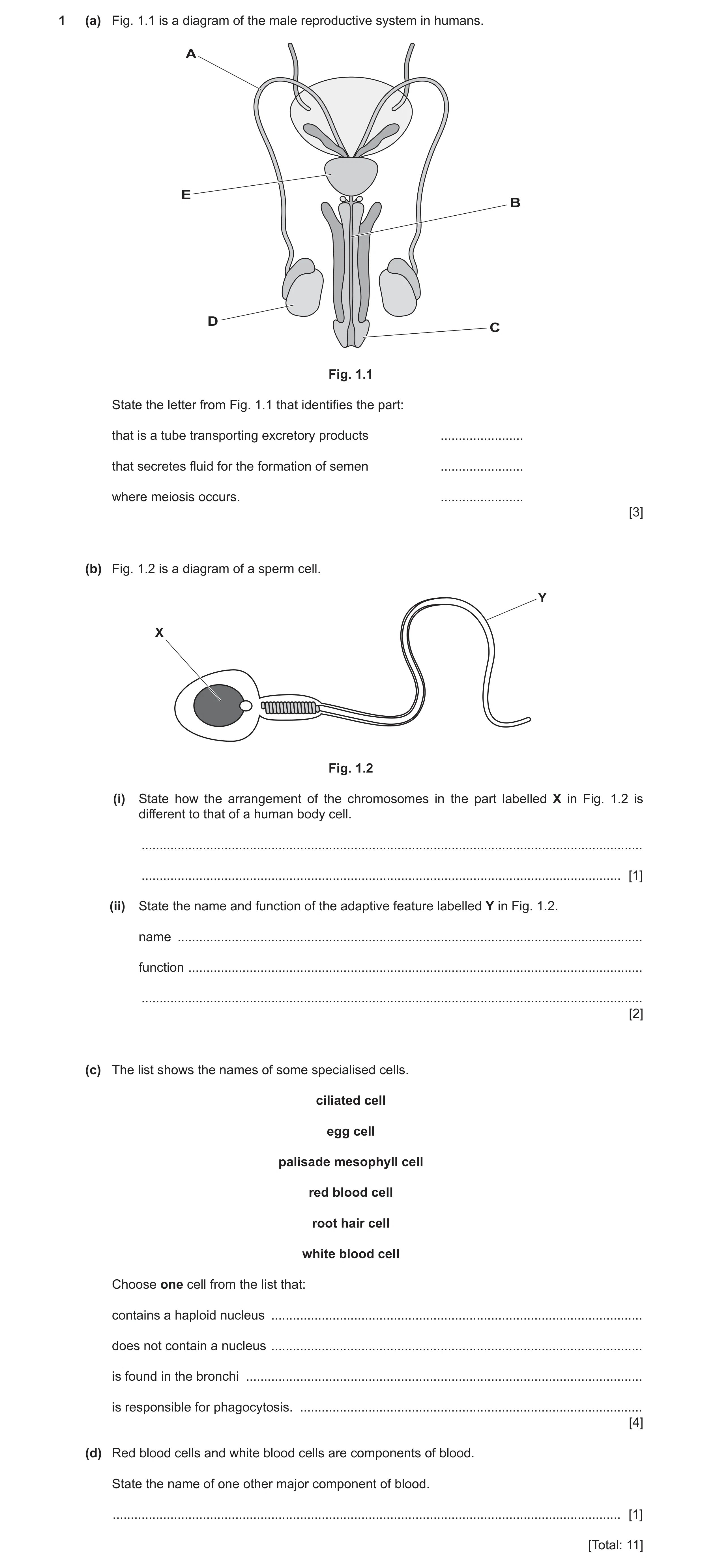 Question 10: (a) Fig. 1.1 is a diagram of the male reproductive system in humans. A E B D C Fig. 1.1 State the letter from Fig. 1.1 that identifies the …