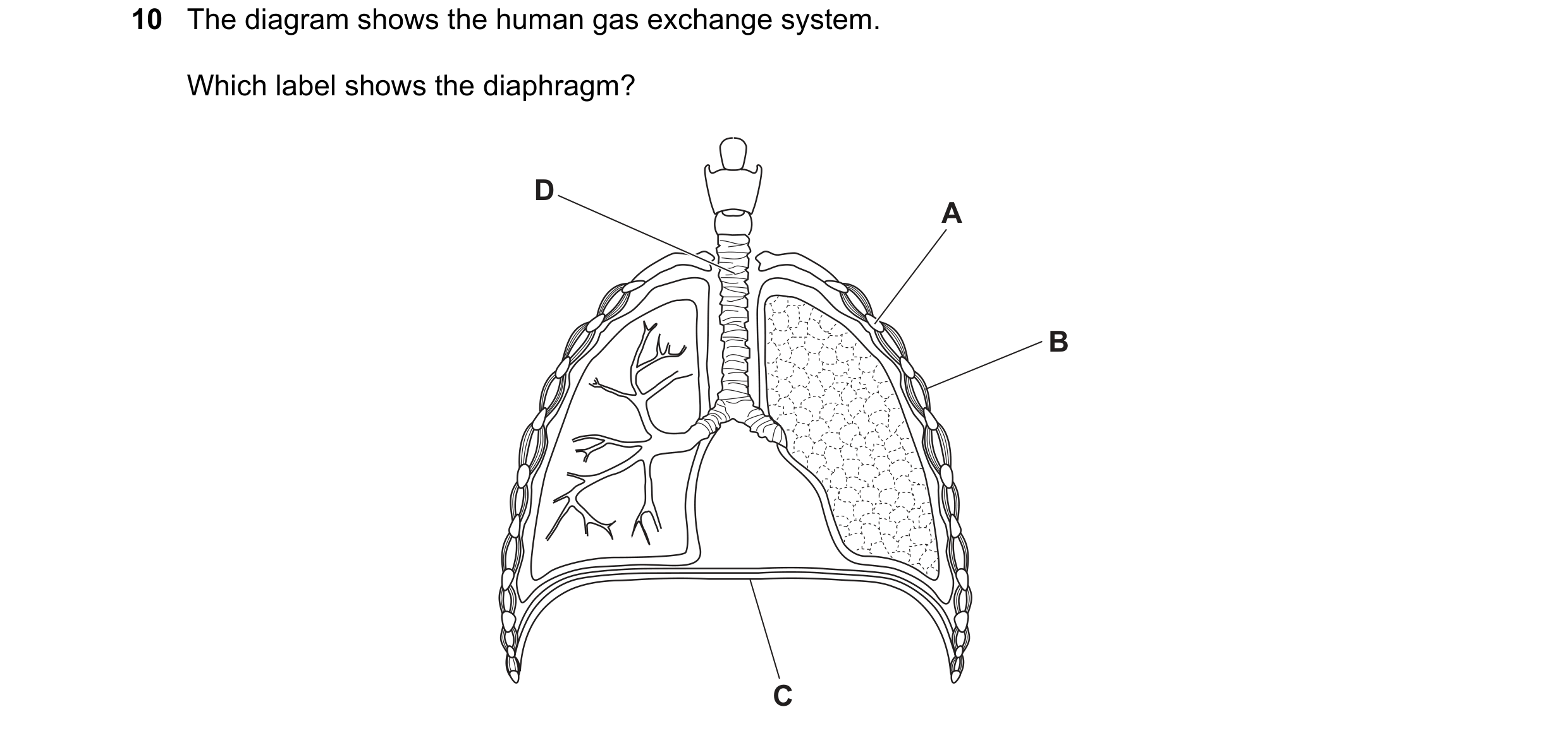 Question 10: The diagram shows the human gas exchange system. Which label shows the diaphragm? D A B C