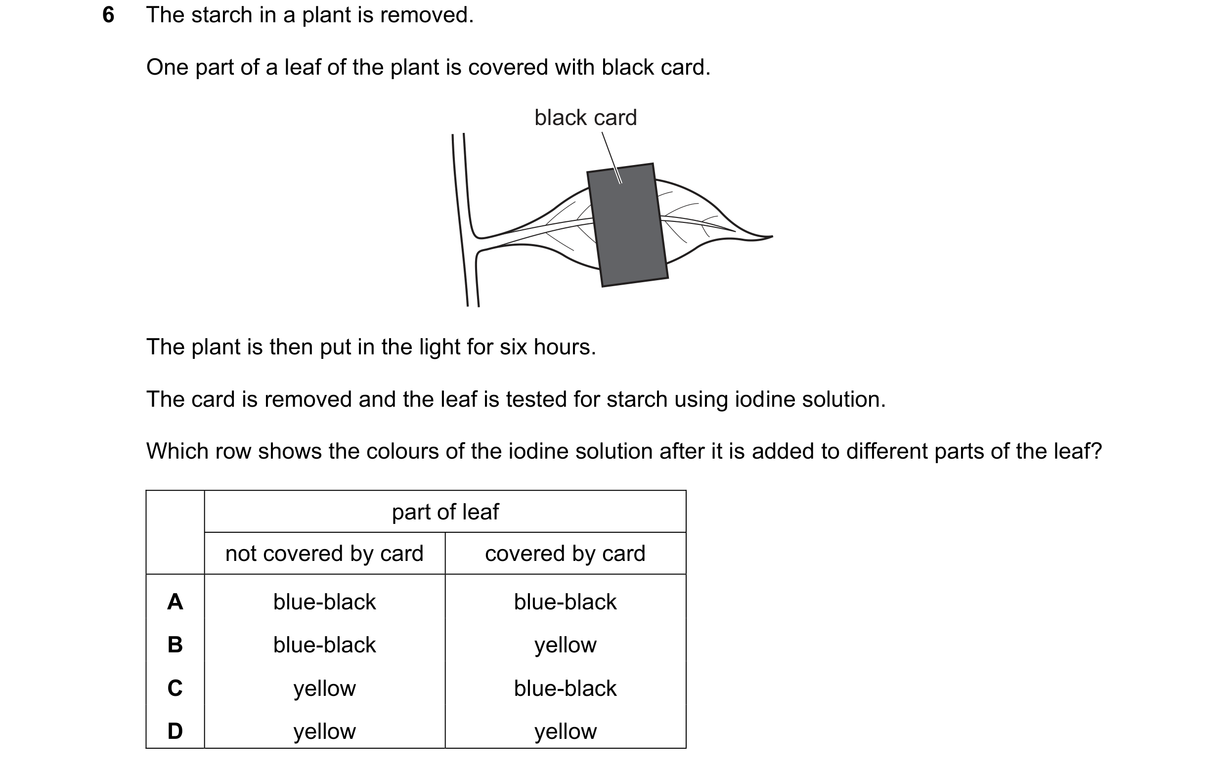 Question 16: The starch in a plant is removed. One part of a leaf of the plant is covered with black card. black card The plant is then put in the light…