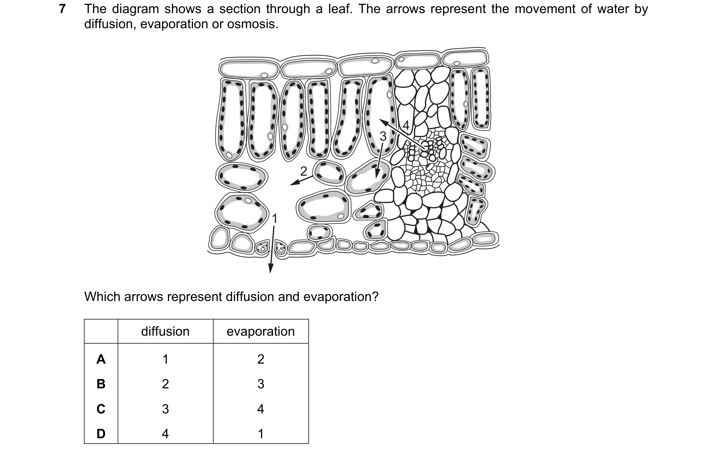 Question 58: The diagram shows a section through a leaf. The arrows represent the movement of water by diffusion, evaporation or osmosis. 4 3 2 1 Which …