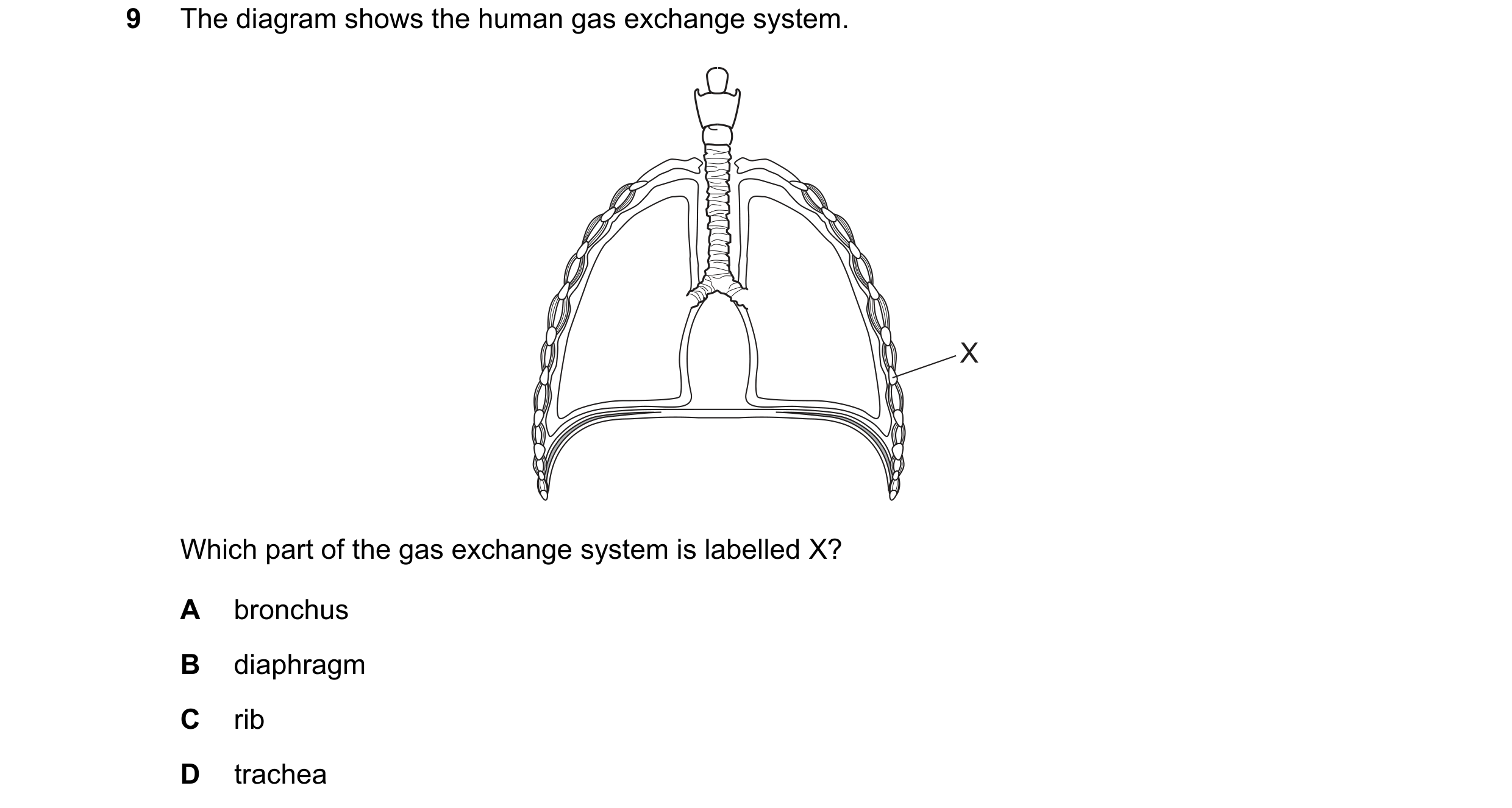 Question 79: The diagram shows the human gas exchange system. X Which part of the gas exchange system is labelled X? A bronchus B diaphragm C rib D trac…