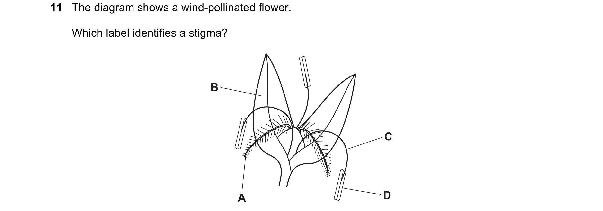 Question 36: The diagram shows a wind-pollinated flower. Which label identifies a stigma? B C A D